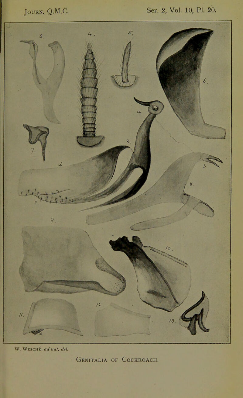 W. Wesche, ad nal. del.