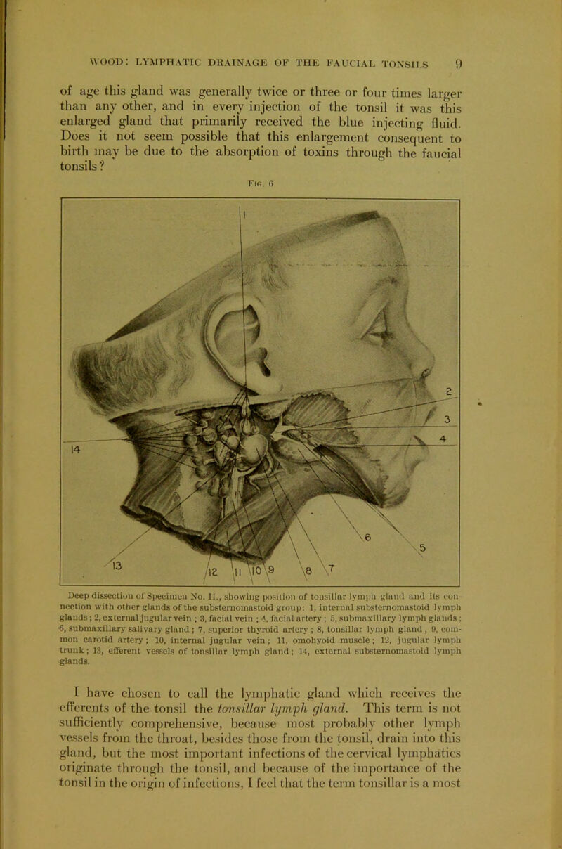 of age this gland was generally twice or three or four times larger than any other, and in every injection of the tonsil it was this enlarged gland that primarily received the blue injecting fluid. Does it not seem possible that this enlargement consequent to birth may be due to the absorption of toxins through the faucial tonsils ? Fir. fi Deep dissection of Specimen No. II., showing position of tonsillar lymph gland and its con- nection with other glands of the substernomastoid group: 1. internal substernomastoid lymph glands; 2, external jugular vein ; 3, facial vein ; A facial artery ; 5, submaxillary lymph glands ; 6, submaxillary salivary gland ; 7, superior thyroid artery ; 8, tousillur lymph gland , 9, com- mon carotid artery; 10, internal jugular vein; 11, omohyoid muscle; 12, jugular lymph trunk; 13, efferent vessels of tonsillar lymph gland; 14, external substernomastoid lymph glands. I have chosen to call the lymphatic gland which receives the efferents of the tonsil the tonsillar lymph gland. This term is not sufficiently comprehensive, because most probably other lymph vessels from the throat, besides those from the tonsil, drain into this gland, but the most important infections of the cervical lymphatics originate through the tonsil, and because of the importance of the tonsil in the origin of infections, I feel that the term tonsillar is a most