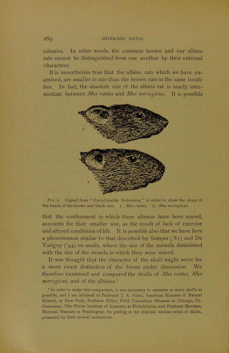 colonies. In other words, the common brown and our albino rats cannot be distinguished from one another by their external characters. It is nevertheless true that the albino rats which we have ex- amined, are smaller in size than the. brown rats in the same locali- ties. In fact, the absolute size of the albino rat is nearly inter- mediate between Mus rattus and Mus norvegicus. It is possible Fig. 1. Copied from “ Encyclopedia Britannica,” in order to show the shape of the heads of the brown and black rats. 1. Mus rattus. 2. Mus norvegicus. that the confinement in which these albinos have been reared, accounts for their smaller size, as the result of lack of exercise and altered conditions of life. It is possible also that we have here a phenomenon similar to that described by Semper (’81) and De Varigtiy (’94) on snails, where the size of the animals diminished with the size of the vessels in which they were reared. It was thought that the character of the skull might serve for a more exact distinction of the forms under discussion. We therefore examined and compared the skulls of Mus rattus, Mus norvegicus, and of the albinos.1 1 In order to make this comparison, it was necessary to examine as many skulls as possible, and I am indebted to Professor J. A. Allen, American Museum of Natural History, at New York, Professor Elliot, Field Columbian Museum at Chicago, Dr. Greenman, The Wistar Institute of Anatomy at Philadelphia, and Professor Merriam, National Museum at Washington, for putting at my disposal various series of skulls, possessed by their several institutions.