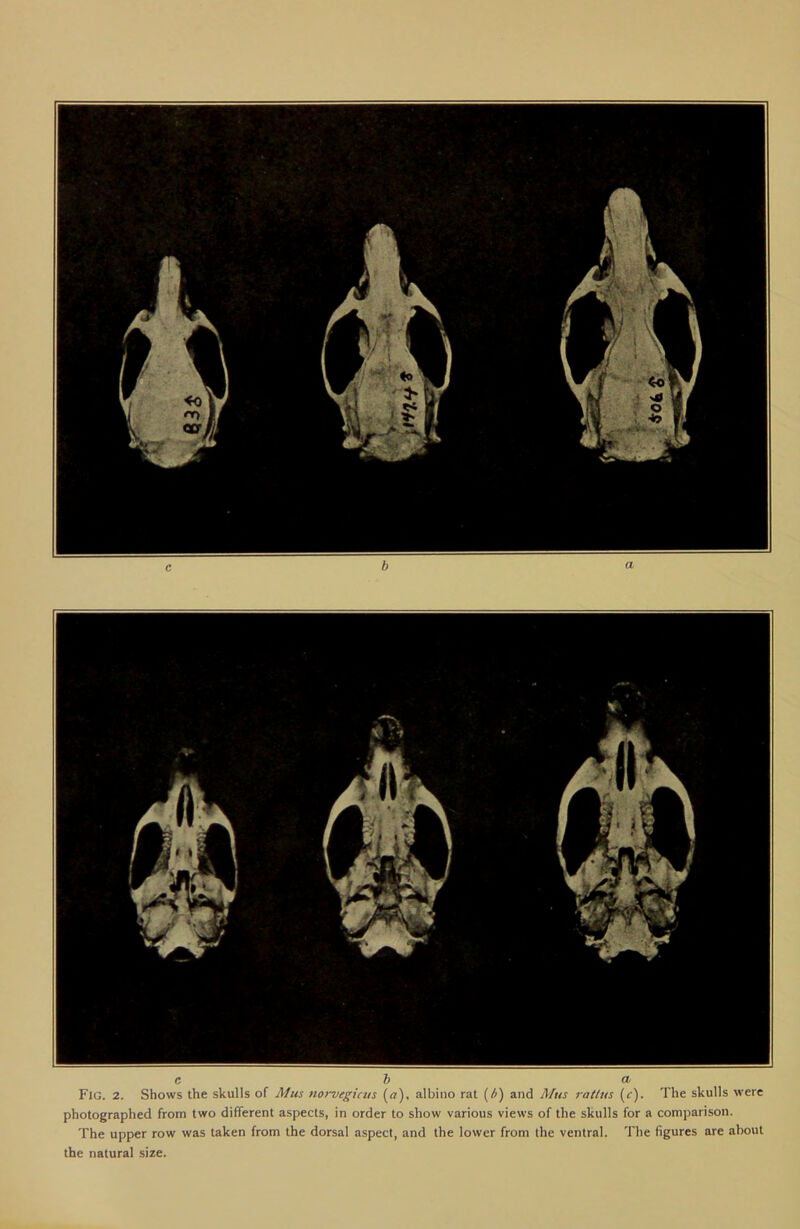 c b a Fig. 2. Shows the skulls of Mus norvegicus (a), albino rat (/>) and Mus rat/us (<r). The skulls were photographed from two different aspects, in order to show various views of the skulls for a comparison. The upper row was taken from the dorsal aspect, and the lower from the ventral. The figures are about the natural size.