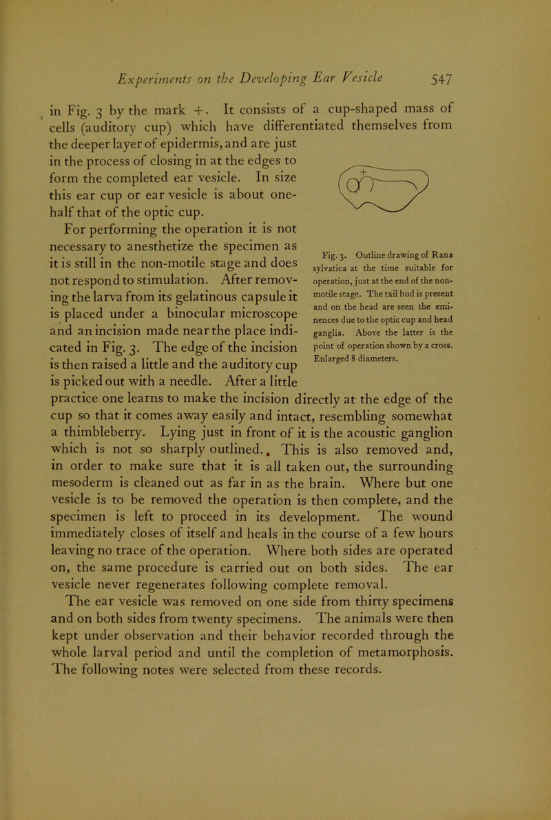 in Fig. 3 by the mark +. It consists of a cup-shaped mass of cells (auditory cup) which have differentiated themselves from the deeper layer of epidermis, and are just in the process of closing in at the edges to form the completed ear vesicle. In size this ear cup or ear vesicle is about one- half that of the optic cup. For performing the operation it is not necessary to anesthetize the specimen as it is still in the non-motile stage and does not respond to stimulation. After remov- ing the larva from its gelatinous capsule it is placed under a binocular microscope and an incision made near the place indi- cated in Fig. 3. The edge of the incision is then raised a little and the auditory cup is picked out with a needle. After a little practice one learns to make the incision directly at the edge of the cup so that it comes away easily and intact, resembling somewhat a thimbleberry. Lying just in front of it is the acoustic ganglion which is not so sharply outlined., This is also removed and, in order to make sure that it is all taken out, the surrounding mesoderm is cleaned out as far in as the brain. Where but one vesicle is to be removed the operation is then complete, and the specimen is left to proceed in its development. The wound immediately closes of itself and heals in the course of a few hours leaving no trace of the operation. Where both sides are operated on, the same procedure is carried out on both sides. The ear vesicle never regenerates following complete removal. The ear vesicle was removed on one side from thirty specimens and on both sides from twenty specimens. The animals were then kept under observation and their behavior recorded through the whole larval period and until the completion of metamorphosis. The following notes were selected from these records. Fig. 3. Outline drawing of Rana sylvatica at the time suitable for operation, just at the end of the non- motile stage. The tail bud is present and on the head are seen the emi- nences due to the optic cup and head ganglia. Above the latter is the point of operation shown by a cross. Enlarged 8 diameters.