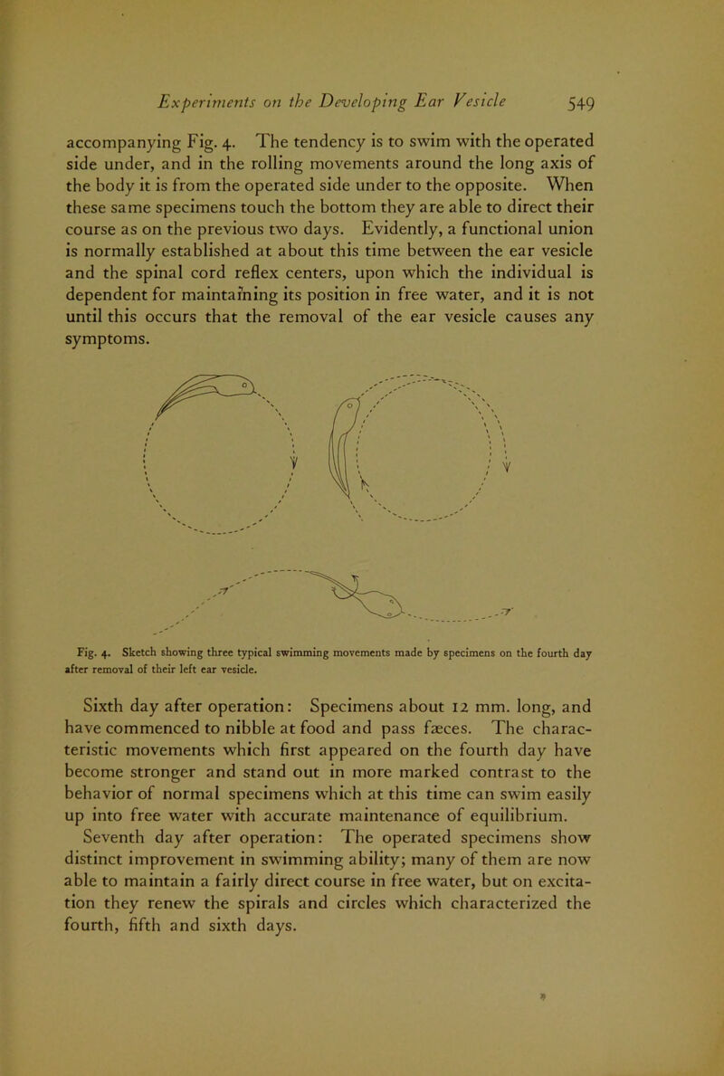 accompanying Fig. 4. The tendency is to swim with the operated side under, and in the rolling movements around the long axis of the body it is from the operated side under to the opposite. When these same specimens touch the bottom they are able to direct their course as on the previous two days. Evidently, a functional union is normally established at about this time between the ear vesicle and the spinal cord reflex centers, upon which the individual is dependent for maintaining its position in free water, and it is not until this occurs that the removal of the ear vesicle causes any symptoms. Fig. 4. Sketch showing three typical swimming movements made by specimens on the fourth day after removal of their left ear vesicle. Sixth day after operation: Specimens about 12 mm. long, and have commenced to nibble at food and pass faeces. The charac- teristic movements which first appeared on the fourth day have become stronger and stand out in more marked contrast to the behavior of normal specimens which at this time can swim easily up into free water with accurate maintenance of equilibrium. Seventh day after operation: The operated specimens show distinct improvement in swimming ability; many of them are now able to maintain a fairly direct course in free water, but on excita- tion they renew the spirals and circles which characterized the fourth, fifth and sixth days.