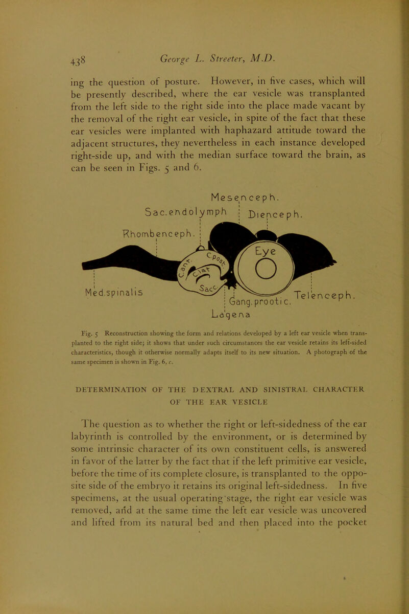 ing the question of posture. However, in five cases, which will be presently described, where the ear vesicle was transplanted from the left side to the right side into the place made vacant by the removal of the right ear vesicle, in spite of the fact that these ear vesicles were implanted with haphazard attitude toward the adjacent structures, they nevertheless in each instance developed right-side up, and with the median surface toward the brain, as can be seen in Figs. 5 and 6. M e s e n Sac.eAdolymph : cep h. Dience I ph. Ld'qe na h. I'ig. 5 Reconstruction showing the form and relations developed by a left ear vesicle when trans- planted to the right side; it shows that under such circumstances the ear vesicle retains its left-sided characteristics, though it otherwise normally adapts itself to its new situation. A photograph of the same specimen is shown in Fig. 6, c. DETERMINATION OF THE D EXTRAL AND SINISTRAI. CHARACTER OF THE EAR VESICLE 1 he question as to whether the right or left-sidedness of the ear labyrinth is controlled by the environment, or is determined by some intrinsic character of its own constituent cells, is answered in favor of the latter by the fact that if the left primitive ear vesicle, before the time of its complete closure, is transplanted to the oppo- site side of the embryo it retains its original left-sidedness. In hve specimens, at the usual operating'stage, the right ear vesicle was removed, and at the same time the left ear vesicle was uncovered and lifted from its natural bed and then placed into the pocket