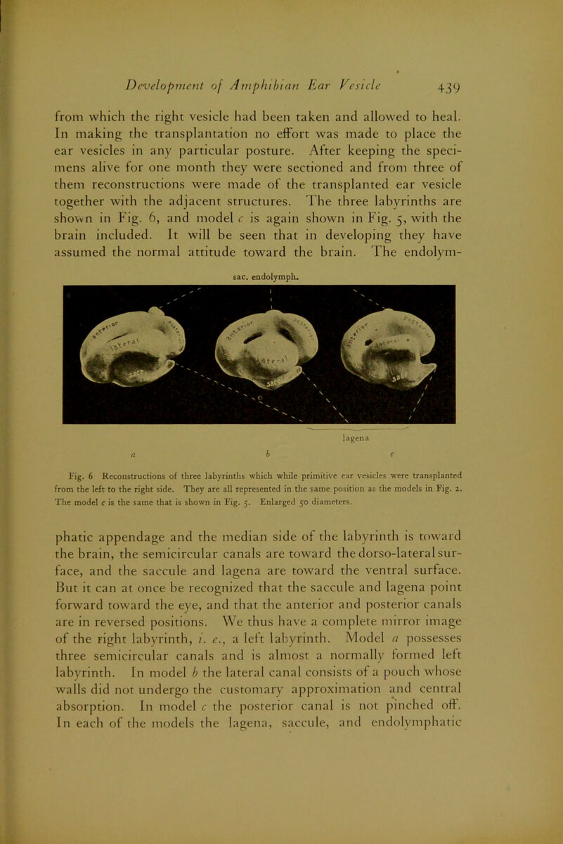 from which the right vesicle had been taken and allowed to heal. In making the transplantation no effort was made to place the ear vesicles in any particular posture. After keeping the speci- mens alive for one month they were sectioned and from three of them reconstructions were made of the transplanted ear vesicle together with the adjacent structures. The three labyrinths are shown in Fig. 6, and model c is again shown in Fig. 5, with the brain included. It will be seen that in developing they have assumed the normal attitude toward the brain. The endolym- sac. endolymph. lagen a a be Fig. 6 Reconstructions of three labyrinths which while primitive ear vesicles were transplanted from the left to the right side. They are all represented in the same position as the models in Fig. 2. The model e is the same that is shown in Fig. 5. Enlarged 50 diameters. phatic appendage and the median side of the labyrinth is tow'ard the brain, the semicircular canals are toward the dorso-lateralsur- face, and the saccule and lagena are toward the ventral surface. But it can at once be recognized that the saccule and lagena point forward toward the eye, and that the anterior and posterior canals are in reversed positions. We thus have a complete mirror image of the fight labyrinth, i. e., a left labyrinth. Model a possesses three semicircular canals and is almost a normally formed left labyrinth. In model b the lateral canal consists of a pouch whose walls did not undergo the customary approximation and central absorption. In model c the posterior canal is not pinched off. In each of the models the lagena, saccule, and endolymphatic