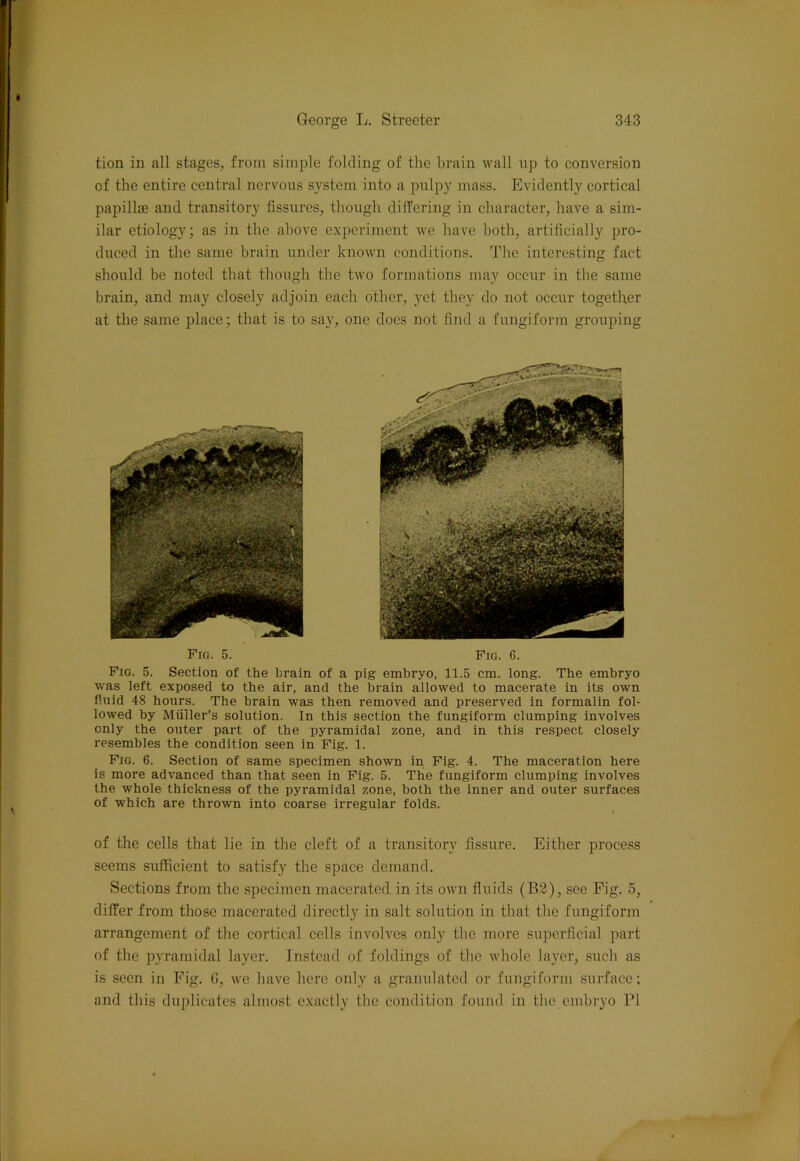 tion in all stages, from simple folding of the brain wall up to conversion of the entire central nervous system into a pulpy mass. Evidently cortical papillae and transitory fissures, though differing in character, have a sim- ilar etiology; as in the above experiment we have both, artificially pro- duced in the same brain under known conditions. The interesting fact should be noted that though the two formations may occur in the same brain, and may closely adjoin each other, yet they do not occur together at the same place; that is to say, one does not find a fungiform grouping Fig. 5. Fig. 6. Fig. 5. Section of the brain of a pig embryo, 11.5 cm. long. The embryo was left exposed to the air, and the brain allowed to macerate in its own fluid 48 hours. The brain was then removed and preserved in formalin fol- lowed by Muller’s solution. In this section the fungiform clumping involves only the outer part of the pyramidal zone, and in this respect closely resembles the condition seen in Fig. 1. Fig. 6. Section of same specimen shown in Fig. 4. The maceration here is more advanced than that seen in Fig. 5. The fungiform clumping involves the whole thickness of the pyramidal zone, both the inner and outer surfaces of which are thrown into coarse irregular folds. of the cells that lie in the cleft of a transitory fissure. Either process seems sufficient to satisfy the space demand. Sections from the specimen macerated in its own fluids (B2), see Fig. 5, differ from those macerated directly in salt solution in that the fungiform arrangement of the cortical cells involves only the more superficial part of the pyramidal layer. Instead of foldings of the whole layer, such as is seen in Fig. (5, we have here only a granulated or fungiform surface; and this duplicates almost exactly the condition found in the embryo PI