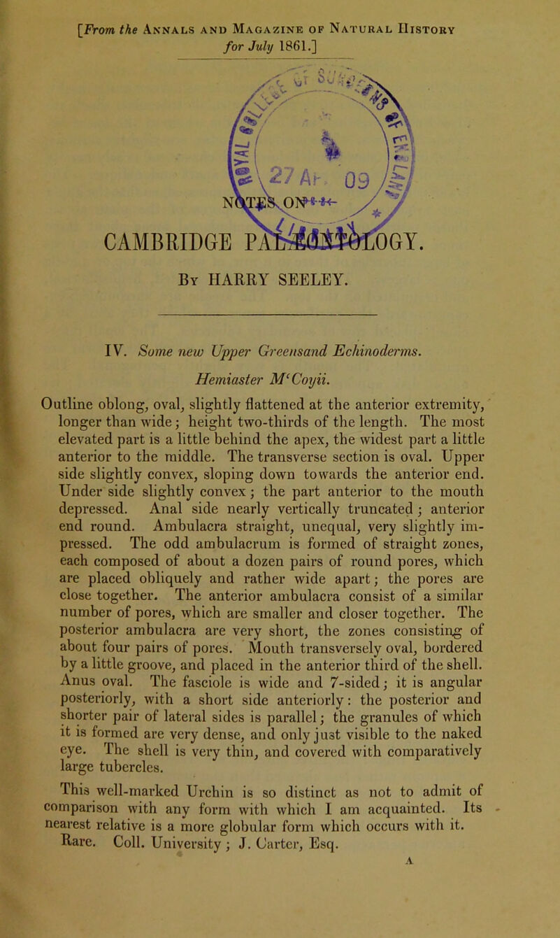 [fVom the Annals and Magazine of Natural History for July 1861.] By harry SEELEY. IV. Some new Upper Greensand Echinoderms. Hemiaster M‘Coyii. Outline oblong, oval, slightly flattened at the anterior extremity, longer than wide; height two-thirds of the length. The most elevated part is a little behind the apex, the widest part a little anterior to the middle. The transverse section is oval. Upper side slightly convex, sloping down towards the anterior end. Under side slightly convex; the part anterior to the mouth depressed. Anal side nearly vertically truncated; anterior end round. Ambulacra straight, unequal, very slightly im- pressed. The odd ambulacrum is formed of straight zones, each composed of about a dozen pairs of round pores, which are placed obliquely and rather wide apart; the pores are close together. The anterior ambulacra consist of a similar number of pores, which are smaller and closer together. The posterior ambulacra are very short, the zones consisting of about four pairs of pores. Mouth transversely oval, bordered by a little groove, and placed in the anterior third of the shell. Anus oval. The fasciole is wide and 7-sided; it is angular posteriorly, with a short side anteriorly: the posterior and shorter pair of lateral sides is parallel; the granules of which it is formed are very dense, and only just visible to the naked eye. The shell is very thin, and covered with comparatively large tubercles. This well-marked Urchin is so distinct as not to admit of comparison with any form with which I am acquainted. Its - nearest relative is a more globular form which occurs with it. Rare. Coll. University ; J. Carter, Esq.
