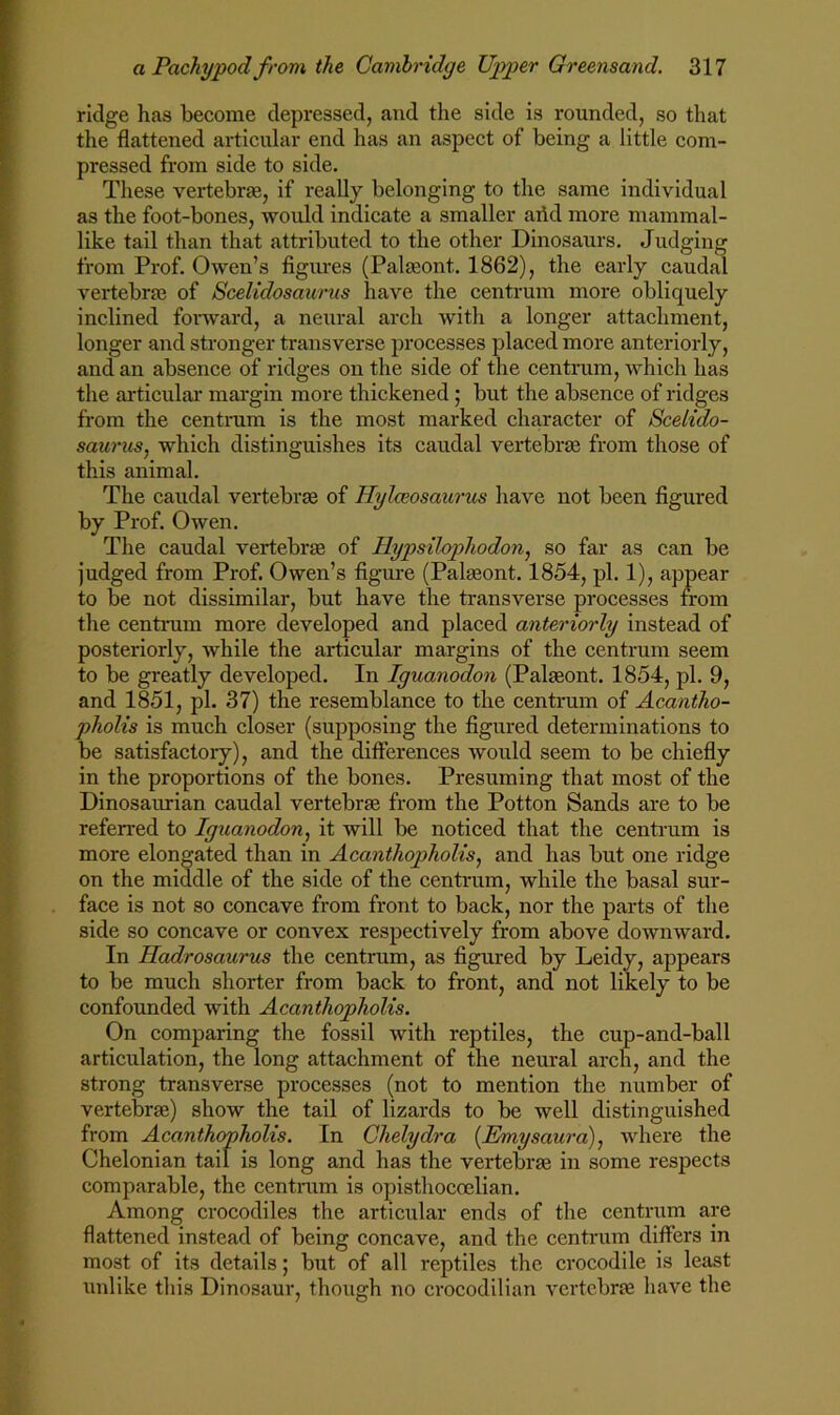 ridge has become depressed, and the side is rounded, so that the flattened articular end has an aspect of being a little com- pressed from side to side. These vertebras, if really belonging to the same individual as the foot-bones, would indicate a smaller arid more mammal- like tail than that attributed to the other Dinosaurs, Judging from Prof. Owen’s figiu'es (Palaeont. 1862), the early caudal vertebras of Scelidosauriis have the centrum more obliquely inclined forward, a neural arch with a longer attachment, longer and stronger transverse processes placed more anteriorly, and an absence of ridges on the side of the centrum, which has the articular mai'gin more thickened; but the absence of ridges from the centnim is the most marked character of Bcelxdo- saurus, which distinguishes its caudal vertebrje from those of this animal. The caudal vertebrae of Hylceosaurus have not been figured by Prof. Owen. The caudal vertebrae of Hypsilophodon, so far as can be judged from Prof. Owen’s figure (Palaeont. 1854, pi. 1), appear to be not dissimilar, but have the transverse processes from the centi’um more developed and placed anteriorly instead of posteriorly, while the articular margins of the centrum seem to be greatly developed. In Iguanodon (Palaeont. 1854, pi. 9, and 1851, pi. 37) the resemblance to the centrum of Acantho- pholis is much closer (supposing the figured determinations to be satisfactory), and the differences would seem to be chiefly in the proportions of the bones. Presuming that most of the Dinosaurian caudal vertebrae from the Potton Sands are to be referred to Iguanodon., it will be noticed that the centi'um is more elongated than in Acanthopholis, and has but one ridge on the middle of the side of the centnim, while the basal sur- face is not so concave from front to back, nor the parts of the side so concave or convex respectively from above downward. In Hadrosaurus the centrum, as figured by Leidy, appears to be much shorter from back to front, and not likely to be confounded with Acanthopholis. On comparing the fossil with reptiles, the cup-and-ball articulation, the long attachment of the neural arch, and the strong transverse processes (not to mention the number of vertebrae) show the tail of lizards to be well distinguished from Acanthopholis. In Chelydra [Emysaura), ivhere the Chelonian tail is long and has the vertebrae in some respects comparable, the centrum is opisthoccelian. Among crocodiles the articular ends of the centrum are flattened instead of being concave, and the centrum differs in most of its details; but of all reptiles the crocodile is least unlike this Dinosaur, though no crocodilian vertebrae have the