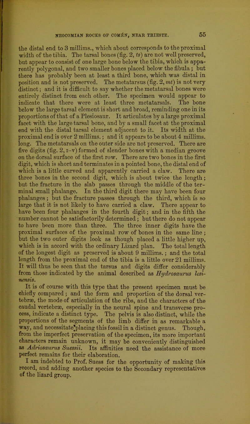 the distal end to 3 millims., which about corresponds to the proximal width of the tibia. The tarsal bones (fig. 2, ts) are not well preserved, but appear to consist of one large bone below the tibia, which is appa- rently polygonal, and two smaller bones placed below the fibula; but there has probably been at least a third bone, which was distal in position and is not preserved. The metatarsus (fig. 2, mt) is not very distinct; and it is difficult to say whether the metatarsal bones were entirely distinct from each other. The specimen would appear to indicate that there were at least three metatarsals. The bone below the large tarsal element is short and broad, reminding one in its proportions of that of a Plesiosaur. It articulates by a large proximal facet with the large tarsal bone, and by a small facet at the proximal end with the distal tarsal element adjacent to it. Its width at the proximal end is over 2 millims.; and it appears to be about 4 millims. long. The metatarsals on the outer side are not preserved. There are five digits (fig. 2, i-v) formed of slender bones with a median groove on the dorsal surface of the first row. There are two bones in the first digit, which is short and terminates in a pointed bone, the distal end of which is a little curved and apparently carried a claw. There are three bones in the second digit, which is about twice the length; but the fracture in the slab passes through the middle of the ter- minal small phalange. In the third digit there may have been four phalanges ; but the fracture passes through the third, which is so large that it is not likely to have carried a claw. There appear to have been four phalanges in the fourth digit; and in the fifth the number cannot be satisfactorily determined; but there do not appear to have been more than three. The three inner digits have the proximal surfaces of the proximal row of bones in the same line ; but the two outer digits look as though placed a little higher up, which is in accord with the ordinary Lizard plan. The total length of the longest digit as preserved is about 9 millims.; and the total length from the proximal end of the tibia is a little over 21 millims. It will thus be seen that the tarsus and digits differ considerably from those indicated by the animal described as Hydrosaurus lesi- nensis. It is of course with this type that the present specimen must be chiefly compared ; and the form and proportion of the dorsal ver- tebrae, the mode of articulation of the ribs, and the characters of the caudal vertebrae, especially in the neural spine and transverse pro- cess, indicate a distinct type. The pelvis is also distinct, while the proportions of the segments of the limb differ in as remarkable a way, and necessitate’placing this fossil in a distinct genus. Though, from the imperfect preservation of the specimen, its more important characters remain unknown, it may be conveniently distinguished as Adriosaurus Suessii. Its affinities need the assistance of more perfect remains for their elaboration. I am indebted to Prof. Suess for the opportunity of making this record, and adding another specios to the Secondary representatives of the lizard group.