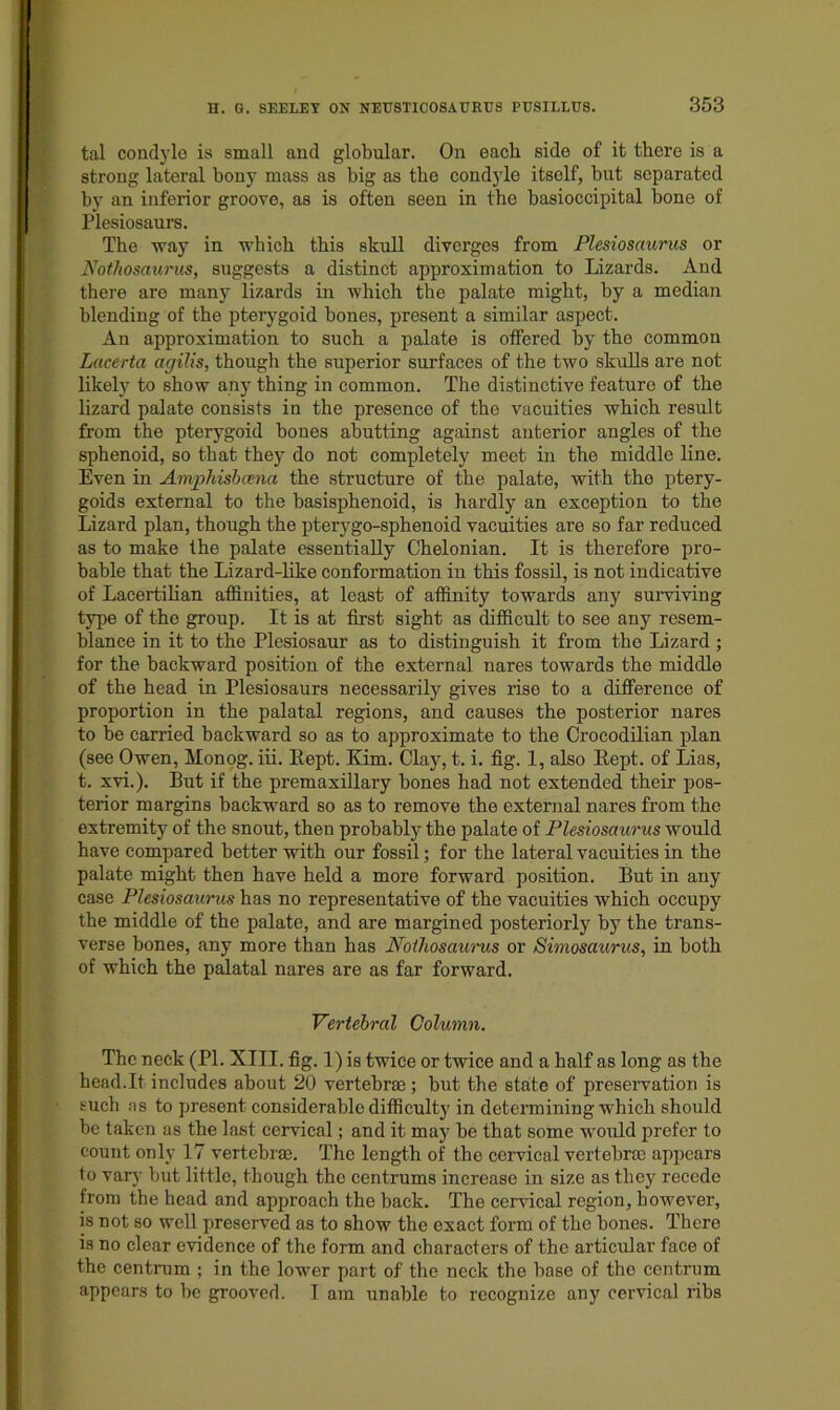 tal condylo is small and globular. On each side of it there is a strong lateral bony mass as big as the condyle itself, but separated by an inferior groove, as is often seen in the basioccipital bone of Plesiosaurs. The way in which this skull diverges from Plesiosaurus or NotJiosaurus, suggests a distinct approximation to Lizards. And there are many lizards in which the palate might, by a mediaii blending of the pterygoid bones, present a similar aspect. An approximation to such a palate is offered by the common Lacerta agilis, though the superior surfaces of the two skulls are not likely to show any thing in common. The distinctive feature of the lizard palate consists in the presence of the vacuities which result from the pterygoid bones abutting against anterior angles of the sphenoid, so that they do not completely meet in the middle line. Even in Amphisbema the structure of the palate, with the ptery- goids external to the basisphenoid, is hardly an exception to the Lizard plan, though the pterygo-sphenoid vacuities are so far reduced as to make the palate essentially Chelonian. It is therefore pro- bable that the Lizard-like conformation in this fossil, is not indicative of Lacertilian affinities, at least of affinity towards any surviving type of the group. It is at first sight as difficult to see any resem- blance in it to the Plesiosaur as to distinguish it from the Lizard ; for the backward position of the external nares towards the middle of the head in Plesiosaurs necessarily gives rise to a difference of proportion in the palatal regions, and causes the posterior nares to be carried backward so as to approximate to the Crocodilian plan (see Owen, Monog. iii. Eept. Kim. Clay, t. i. fig. 1, also Eept. of Lias, t. xvi.). But if the premaxillary bones had not extended their pos- terior margins backward so as to remove the external nares from the extremity of the snout, then probably the palate of Plesiosaurus would have compared better with our fossil; for the lateral vacuities in the palate might then have held a more forward position. But in any case Plesiosaurus has no representative of the vacuities which occupy the middle of the palate, and are margined posteriorly by the trans- verse bones, any more than has Nothosam~us or Simosaurus, in both of which the palatal nares are as far forward. Vertebral Column. The neck (PI. XIII. fig. 1) is twice or twice and a half as long as the head.It includes about 20 vertebrae; but the state of preservation is such .'IS to present considerable difficulty in determining which should be taken as the last cervical; and it may be that some would prefer to count only 17 vertebrae. The length of the cervical vertebrae appears to varj’ but little, though the centrums increase in size as they recede from the head and approach the back. The cervical region, however, is not so well preserved as to show the exact form of the bones. There is no clear evidence of the form and characters of the articular face of the centrum ; in the lower part of the neck the base of the centrum appears to be grooved. I am unable to recognize any cervical ribs