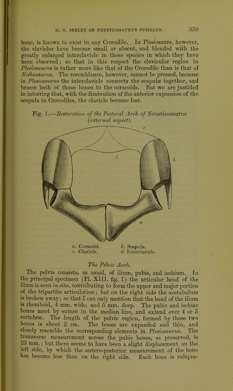 boue, is known to exist in any Crocodile. In Plesiosaurs, however, the clavicles have become small or absent, and blended with the greatly enlarged interclavicle in those species in which thej have been observed; so that in this respect the clavicular region in Plesiosaums is rather more like that of the Crocodile than is that of NotJiosaurus. The resemblance, however, cannot he pressed, because in Plesiosaurus the interclavicle connects the scapulae together, and braces both of those hones to the coracoids. But we are justified in inferring that, with the diminution of the anterior expansion of the scapula in Crocodiles, the clavicle became lost. Fig. 1.—Restoration of the Pectoral Arch of Neusticosaurus {external aspect). a. Coracoid. b. Scapula. c. Clavicle. d. Interclavicle. The Pelvic Arch. The pelvis consists, as usual, of ilium, pubis, and ischium. In the principal specimen (PL XIII. fig. 1) the articular head of the ilium is seen in situ, contributing to form the upper and major portion of the tripartite articulation ; but on the right side the acetabulum is broken away; so that I can only mention that the head of the ilium is rhomboid, 4 mm. wide, and 5 mm. deep. The pubic and ischiac hones meet by suture in the median line, and extend over 4 or 5 vertebrae. The length of the pelvic region, formed by these two hones is about 2 cm. The bones are expanded and thin, and closely resemble the corresponding elements in Plesiosaurus. The transverse measurement across the pubic bones, as preserved, is 23 mm.; hut there seems to have been a slight displacement on the left side, by which the antoro-posterior measurement of the hone has become less than on the right side. Each bone is subqua-