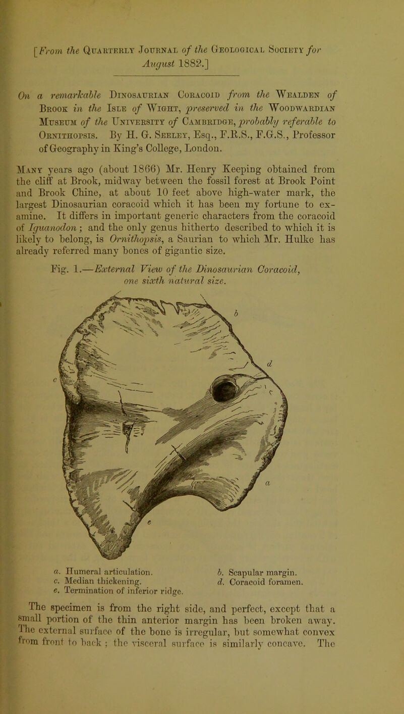 [From the Quarterly Journal of the Geological Society for August 1882.] On a remarkable Dinosaurian Coracoid from the Wealden of Brook in the Isle of Wight, preserved in the Woodwardian Museum of the University of Cambridge, probably referable to Ornithopsis. By H. G. Seeley, Esq., F.E.S., F.G.S., Professor of Geography in King’s Colloge, London. Many years ago (about 1866) Mr. Henry Keeping obtained from the cliff at Brook, midway between the fossil forest at Brook Point and Brook Chine, at about 10 feet above high-water mark, the largest Dinosaurian coracoid which it has been my fortune to ex- amine. It differs in important generic characters from the coracoid of Iguanodon; and the only genus hitherto described to which it is likely to belong, is Ornithopsis, a Saurian to which Mr. Hulke has already referred many bones of gigantic size. Fig. 1.—External View of the Dinosaurian Coracoid, one sixth natural size. a. Humeral articulation. h. Scapular margin. c. Median thickening. d. Coracoid foramen. e. Termination of inferior ridge. The specimen is from the right side, and perfect, except that a small portion of the thin anterior margin has been broken away. Ihe external surface of the bone is irregular, but somewhat convex from front to hack : the visceral surface is similarly concave. The