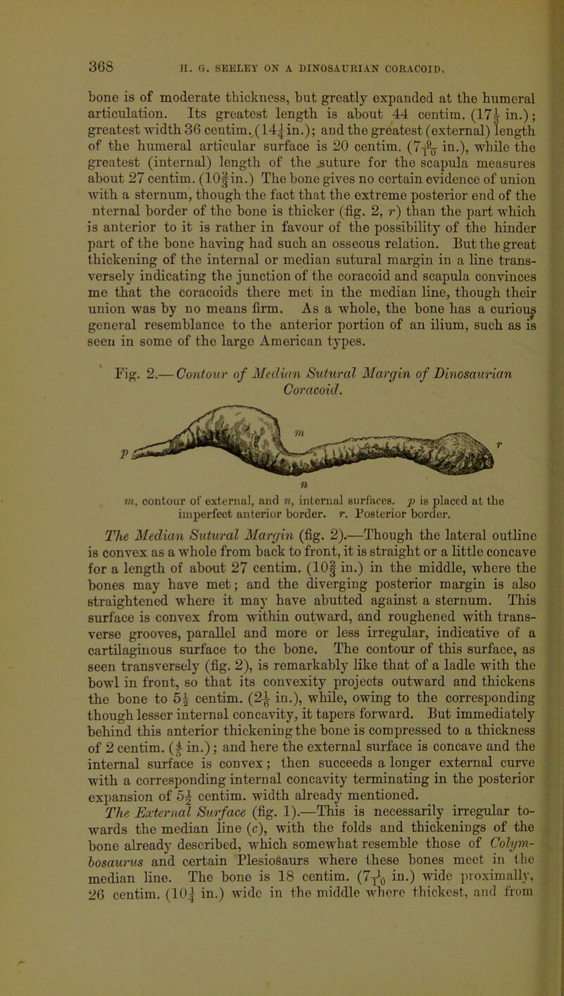 bone is of moderate thickness, but greatly expanded at the humeral articulation. Its greatest length is about 44 centim. (17 j in.); greatest width 36 centim. (14|in.); and the greatest (external) length of the humeral articular surface is 20 ccntim. (7-^ in.), while the greatest (internal) length of the .suture for the scapula measures about 27 centim. (10|in.) The bone gives no certain evidence of union with a sternum, though the fact that the extreme posterior end of the nternal border of the bone is thicker (fig. 2, r) than the part which is anterior to it is rather in favour of the possibility of the hinder part of the bone having had such an osseous relation. But the great thickening of the internal or median sutural margin in a line trans- versely indicating the junction of the coracoid and scapula convinces me that the coracoids there met in the median line, though their union was by no means firm. As a whole, the bone has a curious general resemblance to the anterior portion of an ilium, such as is seen in some of the large American types. Fig. 2.— Contour of Median Sutural Margin of Dinosaurian Coracoid. n m. contour of external, and n, internal surfaces, p is placed at the imperfect anterior border, r. Posterior border. The Median Sutural Margin (fig. 2).—Though the lateral outline is convex as a whole from back to front, it is straight or a little concave for a length of about 27 centim. (10§ in.) in the middle, where the bones may have met; and the diverging posterior margin is also straightened where it may have abutted against a sternum. This surface is convex from within outward, and roughened with trans- verse grooves, parallel and more or less irregular, indicative of a cartilaginous surface to the bone. The contour of this surface, as seen transversely (fig. 2), is remarkably like that of a ladle with the bowl in front, so that its convexity projects outward and thickens the bone to 5| centim. (2\ in.), while, owing to the corresponding though lesser internal concavity, it tapers forward. But immediately behind this anterior thickening the bone is compressed to a thickness of 2 centim. (A in.); and here the external surface is concave and the internal surface is convex; then succeeds a longer external curve with a corresponding internal concavity terminating in the posterior expansion of 5| centim. width already mentioned. The External Surface (fig. 1).—This is necessarily irregular to- wards the median line (c), with the folds and thickenings of the bone already described, which somewhat resemble those of Colym- hosaurus and certain Plesiosaurs where these bones meet in the median line. The bone is 18 centim. (7^ in.) wide proximally, 26 centim. (10| in.) wide in the middle where thickest, and from