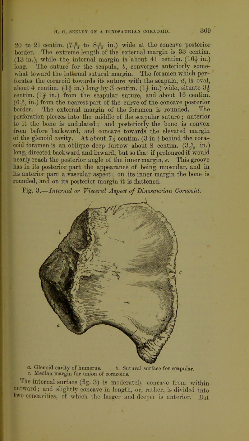 20 to 21 centim. (7^ to 8^ in.) wide at the concave posterior border. The extreme length of the external margin is 33 centim. (13 in.), while the internal margin is about 41 centim. (16f in.) long. The suture for the scapula, b, converges anteriorly some- what toward the internal sutural margin. The foramen which per- forates the coracoid towards its suture with the scapula, cl, is oval, about 4 centim. (If- in.) long by 3 centim. (If in.) wide, situate 3| centim. (If in.) from the scapular suture, and about 16 centim. (6j2j in.) from the nearest part of the curve of the concave posterior border. The external margin of the foramen is rounded. The perforation pierces into the middle of the scapular suture ; anterior to it the bone is undulated; and posteriorly the bone is convex from before backward, and concave towards the elevated margin of the glenoid cavity. At about 7g centim. (3 in.) behind the cora- coid foramen is an oblique deep furrow about 8 centim. (3^- in.) long, directed backward and inward, but so that if prolonged it would nearly reach the posterior angle of the inner margin, e. This groove has in its posterior part the appearance of being muscular, and in its anterior part a vascular aspect; on its inner margin the bone is rounded, and on its posterior margin it is flattened. Fig. 3.—Internal or Visceral Aspect of Dinosauria/n Coracoid. a. Glenoid cavity of humerus. b. Sutural surface for scapular, c. Median margin for union of coracoids. The internal surface (fig. 3) is moderately concave from within outward; and slightly concave in length, or, rather, is divided into two concavitios, of which the larger and deeper is anterior. Hut