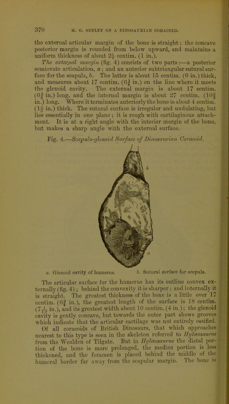 the external articular margin of the bone is straight; the concave posterior margin is rounded from below upward, and maintains a uniform thickness of about 2| centim. (1 in.). The external margin (fig. 4) consists of two parts:—a posterior semiovate articulation, a ; and an anterior subtriangular sutural sur- face for the scapula, h. The latter is about 15 centim. (6 in.) thick, and measures about 17 centim. (6| in.) on the line where it meets the glenoid cavity. The external margin is about 17 centim. (6| in.) long, and the internal margin is about 27 centim. (10§ in.) long. Where it terminates anteriorly the bone is about 4 centim. (14 in.) thick. The sutural surface is irregular and undulating, but lies essentially in one plane ; it is rough with cartilaginous attach- ment. It is at a right angle with the interior margin of the bone, but makes a sharp angle with the external surface. Fig. 4.—Scapulo-glenoid Surface of Dinosaurian Coracoid. a. Glenoid cavity of bumerus. b. Sutural surface for scapula. The articular surface for the humerus has its outline convex ex- ternally (fig. 4); behind the convexity it is sharper ; and internally it is straight. The greatest thickness of the bone is a little over 17 centim. (Of in.), the greatest length of the surface is 18 centim. (7JL. in.), and its greatest width about 10 centim. (4 in.); the glenoid cavity is gently concave, but towards the outer part shows grooves which indicate that the articular cartilage was not entirely ossified. Of all coracoids of British Dinosaurs, that which approaches nearest to this type is seen in the skeleton referred to Hylaosaurus from the Wealden of Tilgate. But in Hglceosaurus the distal por- tion of the bone is more prolonged, the median portion is less thickened, and the foramen is placed behind the middle of the humeral border far away from the scapular margin. The bone is