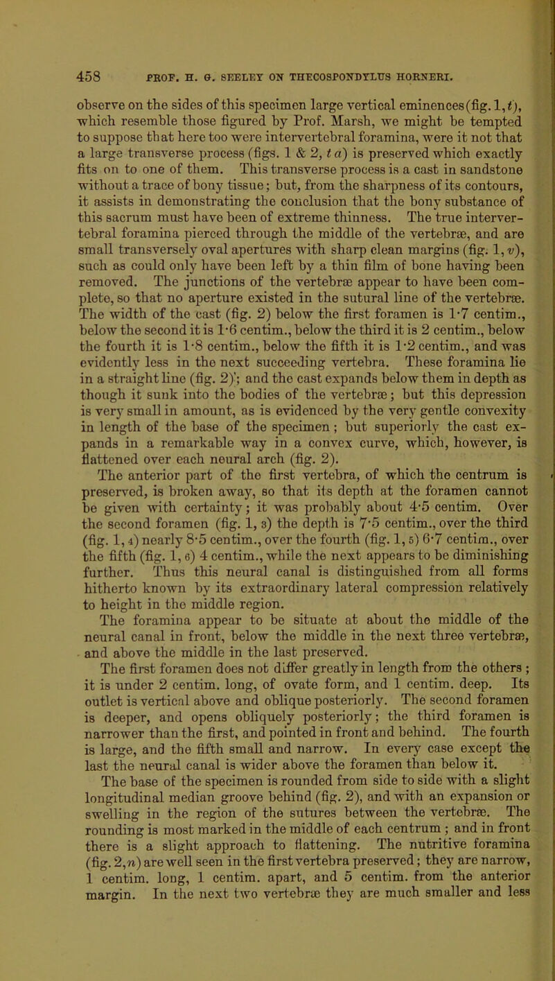 observe on the sides of this specimen large vertical eminences(fig. 1, t), •which resemble those figured by Prof. Marsh, we might be tempted to suppose that here too were intervertebral foramina, were it not that a large transverse process (figs. 1 & 2, t a) is preserved which exactly fits on to one of them. This transverse process is a cast in sandstone without a trace of bony tissue; but, from the sharpness of its contours, it assists in demonstrating the conclusion that the bony substance of this sacrum must have been of extreme thinness. The true interver- tebral foramina pierced through the middle of the vertebrae, and are small transversely oval apertures with sharp clean margins (fig. 1, v), such as could only have been left by a thin film of bone having been removed. The junctions of the vertebrae appear to have been com- plete, so that no aperture existed in the sutural line of the vertebrae. The width of the cast (fig. 2) below the first foramen is 1*7 centim., below the second it is T6 centim., below the third it is 2 centim., below the fourth it is 1*8 centim., below the fifth it is T2 centim., and was evidently less in the next succeeding vertebra. These foramina lie in a straight line (fig. 2)’; and the cast expands below them in depth as though it sunk into the bodies of the vertebrae; but this depression is very small in amount, as is evidenced by the very gentle convexity in length of the base of the specimen; but superiorly the cast ex- pands in a remarkable way in a convex curve, which, however, is flattened over each neural arch (fig. 2). The anterior part of the first vertebra, of which the centrum is preserved, is broken away, so that its depth at the foramen cannot be given with certainty; it was probably about 4-5 centim. Over the second foramen (fig. 1, 3) the depth is 7'5 centim., over the third (fig. 1, 4) nearly 8’5 centim., over the fourth (fig. 1, 5) 6’7 centim., over the fifth (fig. 1, 6) 4 centim., while the next appears to be diminishing further. Thus this neural canal is distinguished from all forms hitherto known by its extraordinary lateral compression relatively to height in the middle region. The foramina appear to be situate at about the middle of the neural canal in front, below the middle in the next three vertebrae, and above the middle in the last preserved. The first foramen does not differ greatly in length from the others ; it is under 2 centim. long, of ovate form, and 1 centim. deep. Its outlet is vertical above and oblique posteriorly. The second foramen is deeper, and opens obliquely posteriorly; the third foramen is narrower than the first, and pointed in front and behind. The fourth is large, and the fifth small and narrow. In every case except the last the neural canal is wider above the foramen than below it. The base of the specimen is rounded from side to side with a slight longitudinal median groove behind (fig. 2), and with an expansion or swelling in the region of the sutures between the vertebrae. The rounding is most marked in the middle of each centrum ; and in front there is a slight approach to flattening. The nutritive foramina (fig. 2,n) are well seen in the first vertebra preserved; they are narrow, 1 centim. long, 1 centim. apart, and 5 centim. from the anterior margin. In the next two vertebrae they are much smaller and less