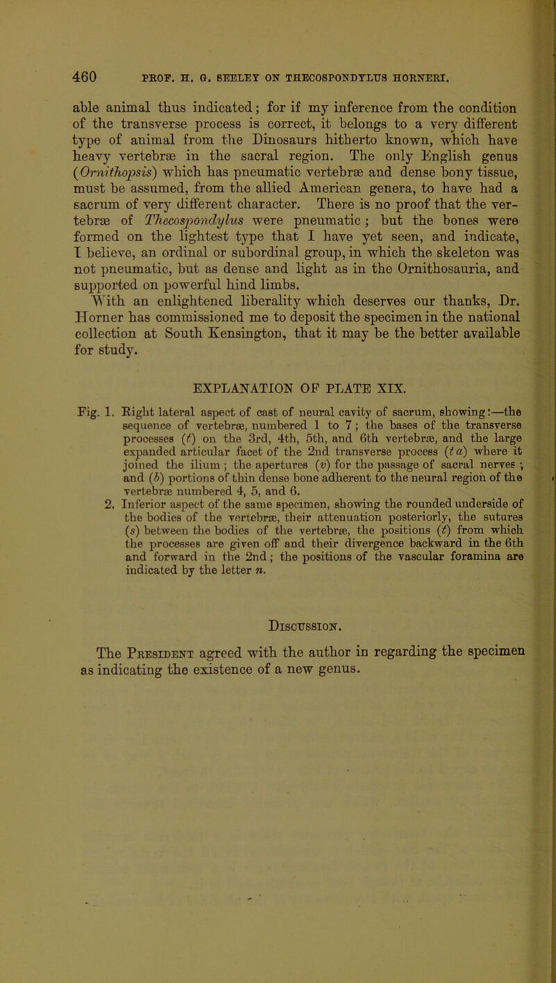 able animal thus indicated; for if my inference from the condition of the transverse process is correct, it belongs to a very different type of animal from the Dinosaurs hitherto known, which have heavy vertebrae in the sacral region. The only English genus (Ornithopsis) which has pneumatic vertebrae and dense bony tissue, must be assumed, from the allied American genera, to have had a sacrum of very different character. There is no proof that the ver- tebrae of Thecospondylus were pneumatic; but the bones were formed on the lightest type that I have yet seen, and indicate, I believe, an ordinal or subordinal group, in which the skeleton was not pneumatic, but as dense and light as in the Ornithosauria, and supported on powerful hind limbs. With an enlightened liberality which deserves our thanks, Dr. Horner has commissioned me to deposit the specimen in the national collection at South Kensington, that it may be the better available for study. EXPLANATION OP PLATE XIX. Fig. 1. Right lateral aspect of cast of neural cavity of sacrum, showing:—the sequence of vertebrae, numbered 1 to 7 ; the bases of the transverse processes (t) on the 3rd, 4th, 5th, and 6th vertebrae, and the large expanded articular facet of the 2nd transverse process (t a) where it joined the ilium ; the apertures (v) for the passage of sacral nerves •, and (b) portions of thin dense bone adherent to the neural region of the vertebra; numbered 4, 5, and 6. 2. Inferior aspect of the same specimen, showing the rounded underside of the bodies of the vertebrae, their attenuation posteriorly, the sutures (s) between the bodies of the vertebrae, the positions (t) from which the processes are given off and their divergence backward in the 6th and forward in the 2nd; the positions of the vascular foramina are indicated by the letter n. Discussion. The President agreed with the author in regarding the specimen as indicating the existence of a new genus.