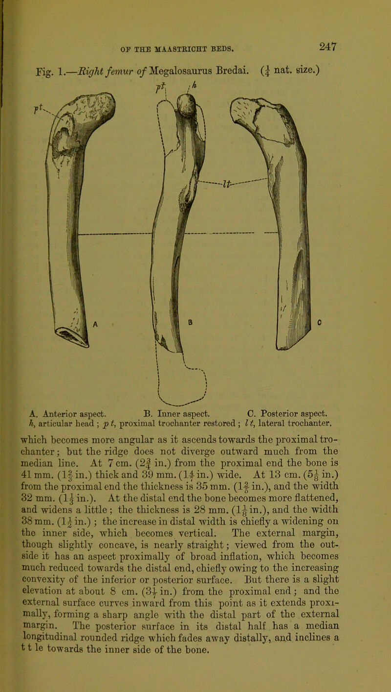 Fig. 1.—Right femur of Megalosaurus Bredai. (| nat. size.) A. Anterior aspect. B. Inner aspect. 0. Posterior aspect. h, articular head ; p t, proximal trochanter restored ; 11, lateral trochanter. which becomes more angular as it ascends towards the proximal tro- chanter ; hut the ridge does not diverge outward much from the median line. At 7 cm. (2| in.) from the proximal end the bone is 41 mm. (l|-in.) thick and 39 mm. (1-^-in.) wide. At 13 cm. (5^ in.) from the proximal end the thickness is 35 mm. (1-| in.), and the width 32 mm. (1| in.). At the distal end the bone becomes more flattened, and widens a little ; the thickness is 28 mm. (l^in.), and the width 38 mm. (11 in.) ; the increase in distal width is chiefly a widening on tho inner side, which becomes vertical. The external margin, though slightly concave, is nearly straight; viewed from the out- side it has an aspect proximally of broad inflation, which becomes much reduced towards the distal end, chiefly owing to the increasing convexity of the inferior or posterior surface. But there is a slight elevation at about 8 cm. (31 in.) from the proximal end ; and the external surface curves inward from this point as it extends proxi- mally, forming a sharp angle with the distal part of the external margin. The posterior surface in its distal half has a median longitudinal rounded ridge which fades away distally, and inclines a 11 le towards the inner side of the bone.