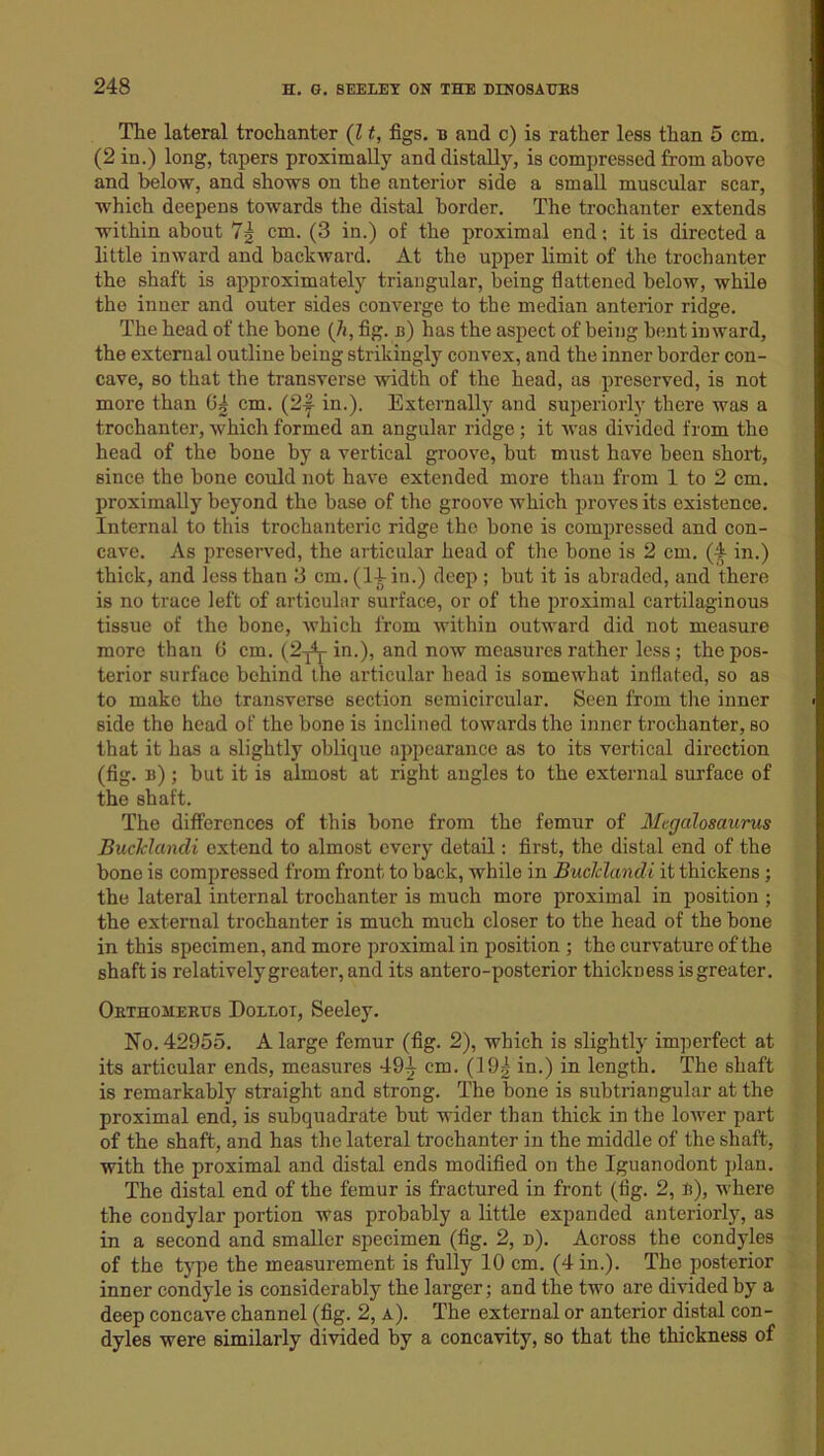 The lateral trochanter (l t, figs, is and c) is rather less than 5 cm. (2 in.) long, tapers proximally anddistally, is compressed from above and below, and shows on the anterior side a small muscular scar, which deepens towards the distal border. The trochanter extends within about 7g cm. (3 in.) of the proximal end; it is directed a little inward and backward. At the upper limit of the trochanter the shaft is approximately triangular, being flattened below, while the inner and outer sides converge to the median anterior ridge. The head of the bone (7i, fig. b) has the aspect of being bent inward, the external outline being strikingly convex, and the inner border con- cave, so that the transverse width of the head, as preserved, is not more than G| cm. (2-f- in.). Externally and superiorly there was a trochanter, which formed an angular ridge; it was divided from the head of the bone by a vertical groove, but must have been short, since the bone could not have extended more than from 1 to 2 cm. proximally beyond the base of tho groove which proves its existence. Internal to this trochanteric ridge tho hone is compressed and con- cave. As preserved, the articular head of the bone is 2 cm. (A in.) thick, and less than 3 cm. (14-in.) deep ; but it is abraded, and there is no trace left of articular surface, or of the proximal cartilaginous tissue of the bone, which from within outward did not measure more than 6 cm. (2-^ in.), and now measures rather less; the pos- terior surface behind the articular head is somewhat inflated, so as to make tho transverse section semicircular. Seen from the inner side the head of the bone is inclined towards the inner trochanter, so that it has a slightly oblique appearance as to its vertical direction (fig. b) ; hut it is almost at right angles to the external surface of the shaft. The differences of this bone from the femur of Mcgcdosaurus Buclclandi extend to almost every detail: first, the distal end of the bone is compressed from front to back, while in Buclclandi it thickens; the lateral internal trochanter is much more proximal in position ; the external trochanter is much much closer to the head of the hone in this specimen, and more proximal in position ; tho curvature of the shaft is relatively greater, and its antero-posterior thickness is greater. Orthomerus Doleoi, Seeley. No. 42955. A large femur (fig. 2), which is slightly imperfect at its articular ends, measures 494 Cm. (19| in.) in length. The shaft is remarkably straight and strong. The hone is subtriangular at the proximal end, is subquadrate but wider than thick in the lower part of the shaft, and has the lateral trochanter in the middle of the shaft, with the proximal and distal ends modified on the Iguanodont plan. The distal end of the femur is fractured in front (fig. 2, B), where the condylar portion was probably a little expanded anteriorly, as in a second and smaller specimen (fig. 2, d). Aoross the condyles of the type the measurement is fully 10 cm. (4 in.). The posterior inner condyle is considerably the larger; and the two are divided by a deep concave channel (fig. 2, a). The external or anterior distal con- dyles were similarly divided by a concavity, so that the thickness of