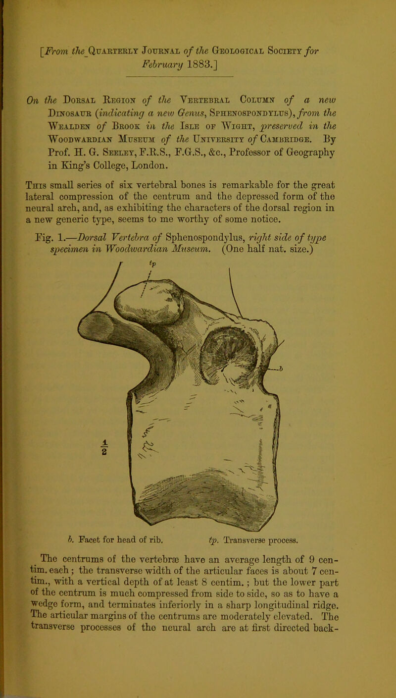 [From the Quarterly Journal of the Geological Society for February 1883.] On the Dorsal Region of the Vertebral Column of a new Dinosaur (indicating a new Genus, Sphenospondylus), from the Wealden of Brook in the Isle of Wight, preserved in the Woodwardian Museum of the University 0/Cambridge. By- Prof. H. G. Seeley, F.R.S., F.G.S., &c., Professor of Geography in King’s College, London. This small series of six vertebral bones is remarkable for the great lateral compression of the centrum and the depressed form of the neural arch, and, as exhibiting the characters of the dorsal region in a new generic type, seems to me worthy of some notice. Fig. 1.—Dorsal Vertebra of Sphenospondylus, riejht side of type specimen in Woodwardian Museum. (One half nat. size.) b. Facet for head of rib. tp. Transverse process. The centrums of the vertebrae have an average length of 9 cen- tim. each ; the transverse width of the articular faces is about 7 cen- tim., with a vertical depth of at least 8 centim. ; but the lower part of the centrum is much compressed from side to sido, so as to have a wedge form, and terminates interiorly in a sharp longitudinal ridge. The articular margins of the centrums are moderately elevated. The transverse processes of the neural arch are at first directed back-