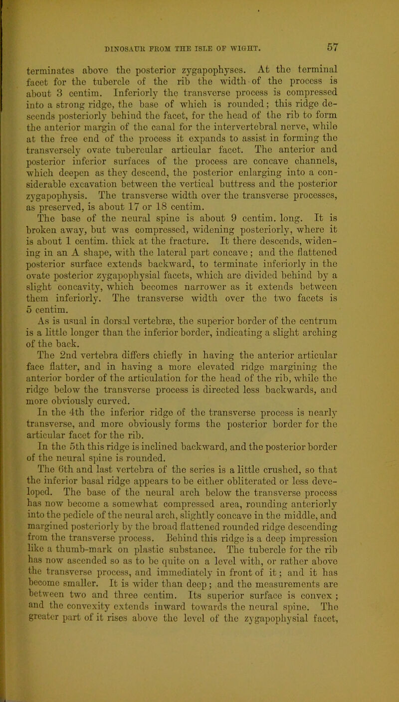 terminates above the posterior zygapophyscs. At the terminal facet for the tubercle of the rib the width of tho process is about 3 centim. Interiorly thp transverse process is compressed into a strong ridge, the base of which is rounded; this ridge de- scends posteriorly behind the facet, for the head of the rib to form the anterior margin of tho canal for the intervertebral nerve, while at the free end of the process it expands to assist in forming tho transversely ovate tubercular articular facet. Tho anterior and posterior inferior surfaces of the process are concave channels, which deepen as they descend, the posterior enlarging into a con- siderable excavation between the vertical buttress and the posterior zygapophysis. The transverse width over the transverse processes, as preserved, is about 17 or 18 centim. The base of the neural spine is about 9 centim. long. It is broken away, but was comprossed, widening posteriorly, where it is about 1 centim. thick at the fracture. It there descends, widen- ing in an A shape, with the lateral part concave; and the flattened posterior surface extends backward, to terminate inferiorly in the ovate posterior zygapophysial facets, which are divided behind by a slight concavity, which becomes narrower as it extends between them inferiorly. The transverse width over the two facets is 5 centim. As is usual in dorsal vertebrae, the superior border of the centrum is a little longer than the inferior border, indicating a slight arching of the back. The 2nd vertebra differs chiefly in having the anterior articular face flatter, and in having a more elevated ridgo margining the anterior border of the articulation for the head of the rib, while the ridge below the transverse process is directed less backwards, and more obviously curved. In the 4th the inferior ridge of the transverse process is nearly transverse, and more obviously forms the posterior border for the articular facet for the rib. In the 5th this ridge is inclined backward, and the posterior border of the neural spine is rounded. The 6th and last vertebra of the series is a little crushed, so that the inferior basal ridge appears to be either obliterated or less deve- loped. The base of the neural arch below the transverse procoss has now become a somewhat compressed area, rounding anteriorly into the pedicle of the neural arch, slightly concave in the middle, and margined posteriorly by the broad flattened rounded ridge descending from the transverse process. Behind this ridge is a deep impression like a thumb-mark on plastic substance. The tubercle for the rib has now ascended so as to bo quite on a level with, or rather above the transverse process, and immediately in front of it; and it has become smaller. It is wider than deep; and tho measurements are between two and three centim. Its superior surface is convex ; and the convexity extends inward towards the neural spino. Tho greater part of it rises above the level of the zygapophysial facet,