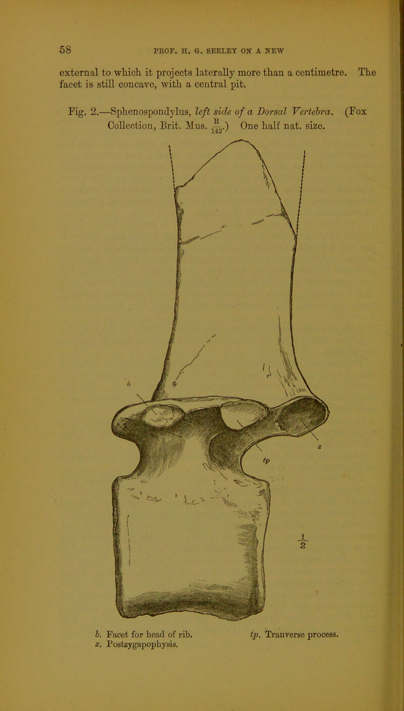 external to which it projects laterally more than a centimetre. The facet is still concave, with a central pit. Fig. 2.—Sphenospondylus, left side of a Dorsal Vertebra. (Fox Collection, Brit. Mus. ,R„.) One half nat. size. 9 142 7 h. Facet for head of rib. tp. Tranverse process. z. Postzygapophysis.