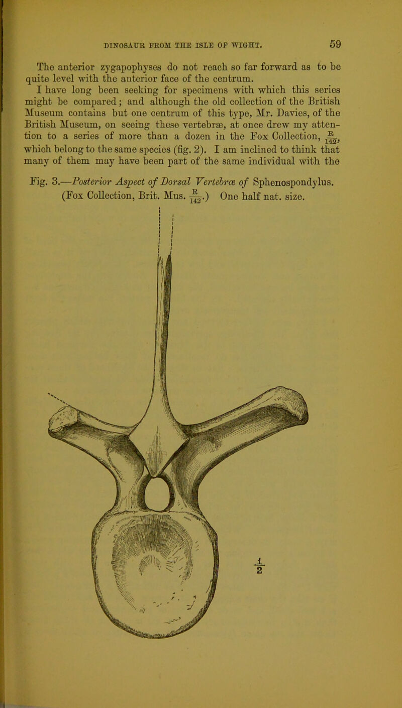 The anterior zygapophyses do not reach so far forward as to be quite level with the anterior face of the centrum. I have long been seeking for specimens with which this series might be compared; and although the old collection of the British Museum contains but one centrum of this type, Mr. Davies, of the British Museum, on seeing these vertebrae, at once drew my atten- tion to a series of more than a dozen in the Pox Collection, which belong to the same species (fig. 2). I am inclined to think that many of them may have been part of tho same individual with tho Pig. 3.—Posterior Aspect of Dorsal Vertebrce of Sphenospondylus. (Pox Collection, Brit. Mus. ^.) One half nat. size. i I i i I I i i