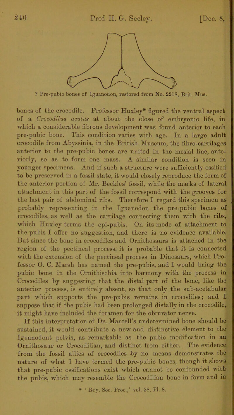 Prof. H. G. Seeley. [Dec. 8, ? Pre-pubic bones of Iguanodon, restored from No. 2218, Brit. Mus. bones of the crocodile. Professor Huxley* figured the ventral aspect of a Crocod'ilus acutus at about the close of embryonic life, in ■which a considerable fibrous development was found anterior to each pre-pubic bone. This condition varies with age. In a large adult crocodile from Abyssinia, in the British Museum, the fibro-cartilages anterior to the pre-pubic bones are united in the mesial line, ante- riorly, so as to form one mass. A similar condition is seen in younger specimens. And if such a structure were sufficiently ossified to be preserved in a fossil state, it would closely reproduce the form of the anterior portion of Mr. Beckles’ fossil, while the marks of lateral attachment in this part of the fossil correspond with the grooves for the last pair of abdominal ribs. Therefore I regard this specimen as probably representing in the Iguanodon the pre-pubic bones of crocodiles, as well as the cartilage connecting them with the ribs, which Huxley terms the epi-pubis. On its mode of attachment to the pubis I offer no suggestion, and there is no evidence available. But since the bone in crocodiles and Omithosaurs is attached in the region of the pectineal process, it is probable that it is connected with the extension of the pectineal process in Dinosaurs, which Pro- fessor 0. C. Marsh has named the pre-pubis, and I would bring the pubic bone in the Ornithischia into harmony with the process in Crocodiles by suggesting that the distal part of the bone, like the anterior process, is entirely absent, so that only the sub-acetabular part, which supports the pre-pubis remains in crocodiles; and I suppose that if the pubis had been prolonged distally in the crocodile, it might have included the foramen for the obturator nerve. If this interpretation of Dr. Mantell’s undetermined bone should be sustained, it would contribute a new and distinctive element to the Iguanodont pelvis, as remarkable as the pubic modification in an Ornithosaur or Ci’ocodilian, and distinct from either. The evidence from the fossil allies of crocodiles by no means demonstrates the nature of what 1 have termed the pre-pubic bones, though it shows that pre-pubic ossifications exist which cannot be confounded with the pubis, which may resemble the Crocodilian bone in form and in * ' Roy. Soc. Proc.,’ vol. 28, PI. 8.