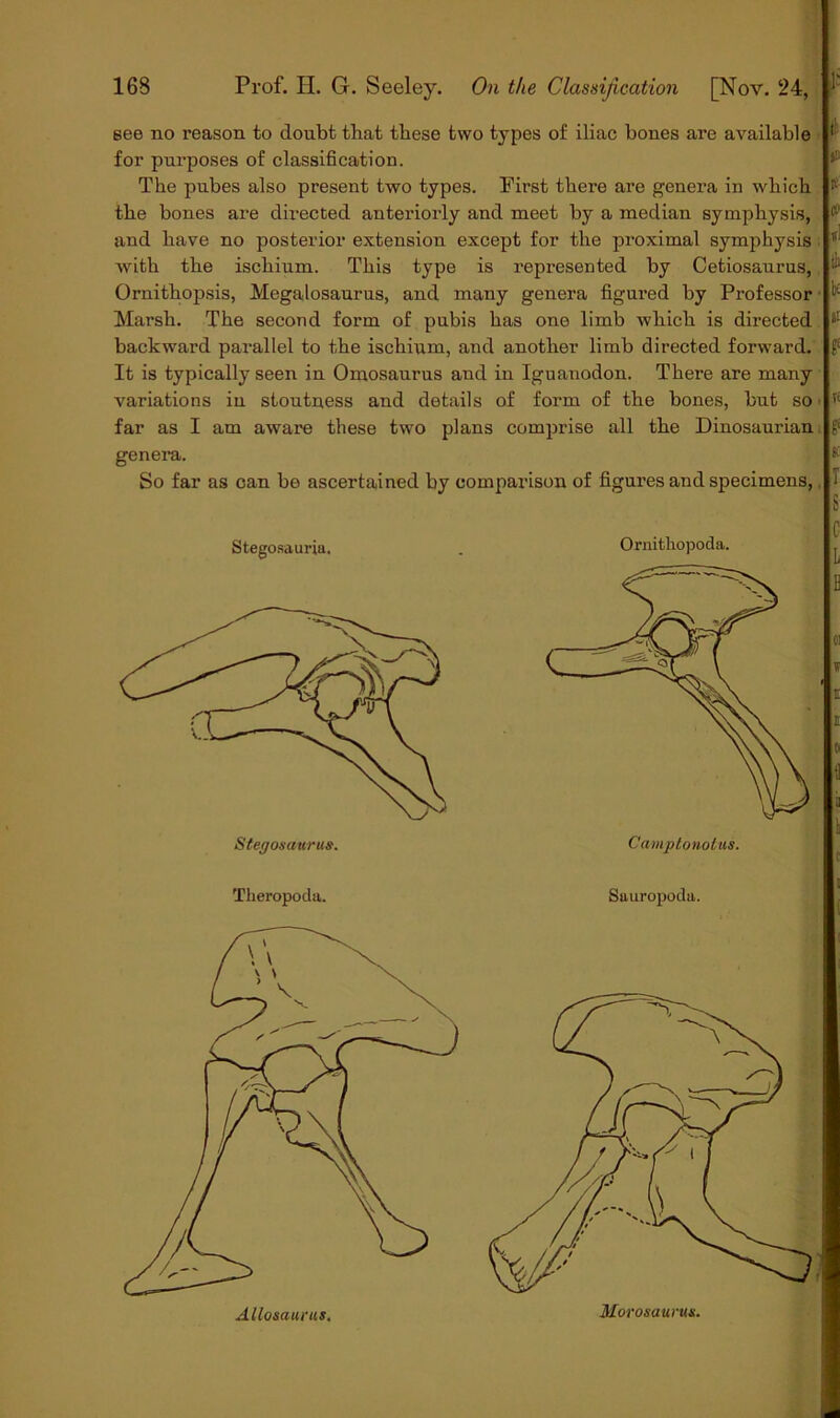 see no reason to doubt that these two types of iliac bones are available for purposes of classification. The pubes also present two types. First there are genera in which the bones are directed anteriorly and meet by a median symphysis, and have no posterior extension except for the proximal symphysis with the ischium. This type is represented by Cetiosaurus, Ornithopsis, Megalosaurus, and many genera figured by Professor Marsh. The second form of pubis has one limb which is directed backward parallel to the ischium, and another limb directed forward. It is typically seen in Omosaurus and in Iguanodon. There are many variations in stoutness and details of form of the bones, but so • far as I am aware these two plans comprise all the Dinosaurian genera. So far as can be ascertained by comparison of figures and specimens, Stegosaurja, . Ornithopoda. Allosaucus. Morosaurm.