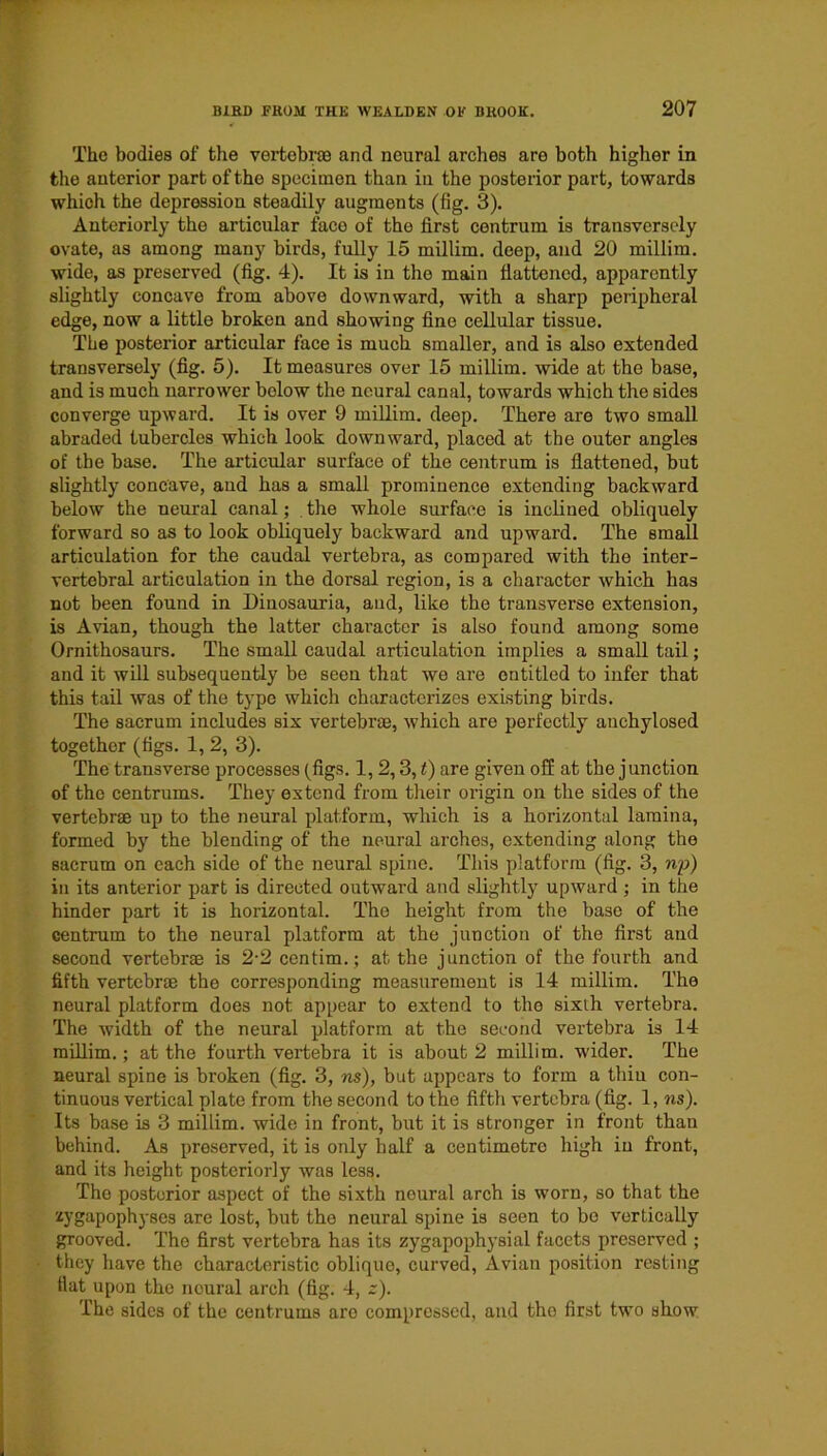 The bodies of the vertebra and neural arches are both higher in the anterior part of the specimen than in the posterior part, towards which the depression steadily augments (fig. 3). Anteriorly the articular faco of the first centrum is transversely ovate, as among many birds, fully 15 millim. deep, and 20 millim. wide, as preserved (fig. 4). It is in the main flattened, apparently slightly concave from above downward, with a sharp peripheral edge, now a little broken and showing fine cellular tissue. The posterior articular face is much smaller, and is also extended transversely (fig. 5). It measures over 15 millim. wide at the base, and is much narrower below the neural canal, towards which the sides converge upward. It is over 9 millim. deep. There are two small abraded tubercles which look downward, placed at the outer angles of the base. The articular surface of the centrum is flattened, but slightly concave, and has a small prominence extending backward below the neural canal; . the whole surface is inclined obliquely forward so as to look obliquely backward and upward. The small articulation for the caudal vertebra, as compared with the inter- vertebral articulation in the dorsal region, is a character which has not been found in Dinosauria, and, like the transverse extension, is Avian, though the latter character is also found among some Ornithosaurs. The small caudal articulation implies a small tail; and it will subsequently be seen that we are entitled to infer that this tail was of the type which characterizes existing birds. The sacrum includes six vertebra, which are perfectly anchylosed together (figs. 1, 2, 3). The transverse processes (figs. 1, 2,3, t) are given off at the junction of the centrums. They extend from their origin on the sides of the vertebra up to the neural platform, which is a horizontal lamina, formed by the blending of the neural arches, extending along the sacrum on each side of the neural spine. This platform (fig. 3, np) in its anterior part is directed outward and slightly upward ; in the hinder part it is horizontal. The height from the base of the centrum to the neural platform at the junction of the first and second vertebra is 2-2 centim.; at the junction of the fourth and fifth vertebra the corresponding measurement is 14 millim. The neural platform does not appear to extend to the sixth vertebra. The width of the neural platform at the second vertebra is 14 millim.; at the fourth vertebra it is about 2 millim. wider. The neural spine is broken (fig. 3, ns), but appears to form a thin con- tinuous vertical plate from the second to the fifth vertebra (fig. 1, ns). Its base is 3 millim. wide in front, but it is stronger in front than behind. As preserved, it is only half a centimetre high in front, and its height posteriorly was less. The posterior aspect of the sixth noural arch is worn, so that the zygapophyses are lost, but the neural spine is seen to bo vertically grooved. The first vertebra has its zygapophysial facets preserved ; they have the characteristic oblique, curved, Avian position resting flat upon the neural arch (fig. 4, z). The sides of the centrums are compressed, and the first two show