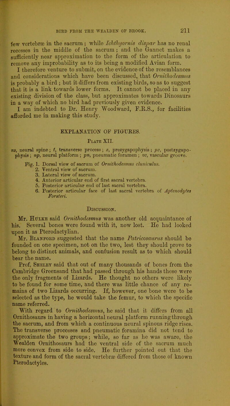 few vortebne in the sacrum; while Iclithyornis dispar has no renal recesses in the middle of the sacrum ; and the Gannet makes a sufficiently near approximation to the form of the articulation to remove any improbability as to its being a modified Avian form. I therefore venture to submit, on the evidence of the resemblances and considerations which have been discussed, that Ornithodesmus is probably a bird ; but it differs from existing birds, so as to suggest that it is a link towards lower forms. It cannot be placed in any existing division of the class, but approximates towards Dinosaurs in a way of which no bird had previously given evidence. I am indebted to Dr. Henry Woodward, F.ILS., for facilities afforded me in making this study. EXPLANATION OF FIGURES. Plate XII. ns, neural spine; t, transverse process; z, prezygapophysis j pz, postzygapo- pbysis ; np, neural platform ; pn, pneumatic foramen ; vc, vascular groove. Fig. 1. Dorsal view of sacrum of Ornithodesmus cluniculus. 2. Ventral view of sacrum. 3. Lateral view of sacrum. 4. Anterior articular end of first sacral vertebra. 5. Posterior articular end of last sacral vertebra. 6. Posterior articular face of last sacral vertebra of Aptenodytes Forsteri. Discussion. Mr. Htjlke said Ornithodesmus was another old acquaintance of his. Several bones were found with it, now lost. He had looked upon it as Pterodactylian. Mr. Blanford suggested that the name Patricosaurus should be founded on one specimen, not on the two, lest they should prove to belong to distinct animals, and confusion result as to which should bear the name. Prof. Seeley said that out of many thousands of bones from the Cambridge Greensand that had passed through his hands these were the only fragments of Lizards. He thought no others were likely to be found for some time, and there was little chance of any re- mains of two Lizards occurring. If, however, one bone wore to be selected as the type, he would take the femur, to which the specific name referred. With regard to Ornithodesmus, he said that it differs from all Ornithosaurs in having a horizontal neural platform running through the sacrum, and from which a continuous neural spinous ridge rises. The transverse processes and pneumatic foramina did not tend to approximate the two groups; while, so far as he was awaro, tho Wealden Ornithosaurs had the ventral side of tho sacrum much more convex from side to side. He further pointed out that the texture and form of the sacral vertebra) differed from those of known Pterodactyl es.