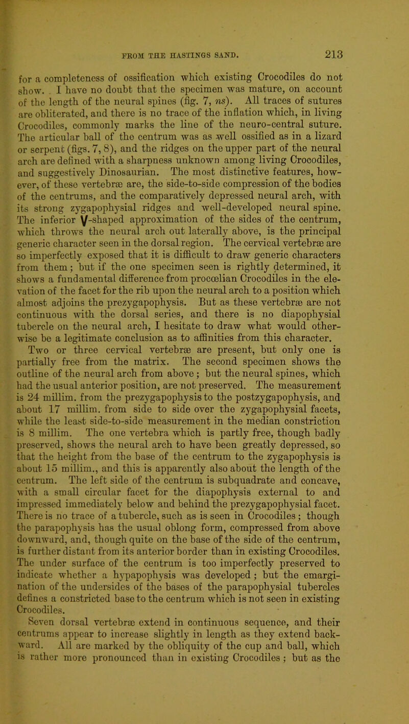 for a completeness of ossification which existing Crocodiles do not show. I have no doubt that the specimen was mature, on account of the length of the neural spines (fig. 7, us). All traces of sutures are obliterated, and there is no trace of the inflation which, in living Crocodiles, commonly marks the line of the neuro-central suture. The articular ball of tho centrum was as well ossified as in a lizard or serpent (figs. 7, 8), and the ridges on the upper part of the neural arch are defined with a sharpness unknown among living Crocodiles, and suggestively Dinosaurian. The most distinctive features, how- ever, of these vertebrae are, the side-to-side compression of the bodies of the centrums, and the comparatively depressed neural arch, with its strong zygapophysial ridges and well-developed neural spine. The inferior ^/-shaped approximation of the sides of the centrum, which throws the neural arch out laterally above, is the principal generic character seen in the dorsal region. The cervical vertebrae are so imperfectly exposed that it is difficult to draw generic characters from them; but if the one specimen seen is rightly determined, it shows a fundamental difference from proccelian Crocodiles in the ele- vation of the facet for the rib upon the neural arch to a position which almost adjoins the prezygapophysis. But as these vertebrae are not continuous with the dorsal series, and there is no diapophysial tubercle on the neural arch, I hesitate to draw what would other- wise be a legitimate conclusion as to affinities from this character. Two or three cervical vertebrae are present, but only one is partially free from the matrix. The second specimen shows the outline of the neural arch from above ; but the neural spines, which had the usual anterior position, are not preserved. The measurement is 24 millim. from the prezygapophysis to the postzygapophysis, and about 17 millim. from side to side over the zygapophysial facets, while the least side-to-side measurement in the median constriction is 8 millim. The one vertebra which is partly free, though badly preserved, shows the neural arch to have been greatly depressed, so that the height from the base of the centrum to the zygapophysis is about 15 millim., and this is apparently also about the length of the centrum. The left side of the centrum is subquadrate and concave, with a small circular facet for the diapophysis external to and impressed immediately below and behind the prezygapophysial facet. There is no trace of a tubercle, such as is seen in Crocodiles; though tho parapophysis has the usual oblong form, compressed from above downward, and, though quite on the base of the side of the centrum, is further distant from its anterior border than in existing Crocodiles. The under surface of the centrum is too imperfectly preserved to indicate whether a hypapophysis was developed ; but the emargi- nation of the undersides of the bases of the parapophysial tubercles defines a constricted base to the centrum which is not seen in existing Crocodiles. Seven dorsal vertebrae extend in continuous sequence, and their centrums appear to increase slightly in length as they extend back- ward. All are marked by the obliquity of tho cup and ball, which is rather more pronounced than in existing Crocodiles ; but as the