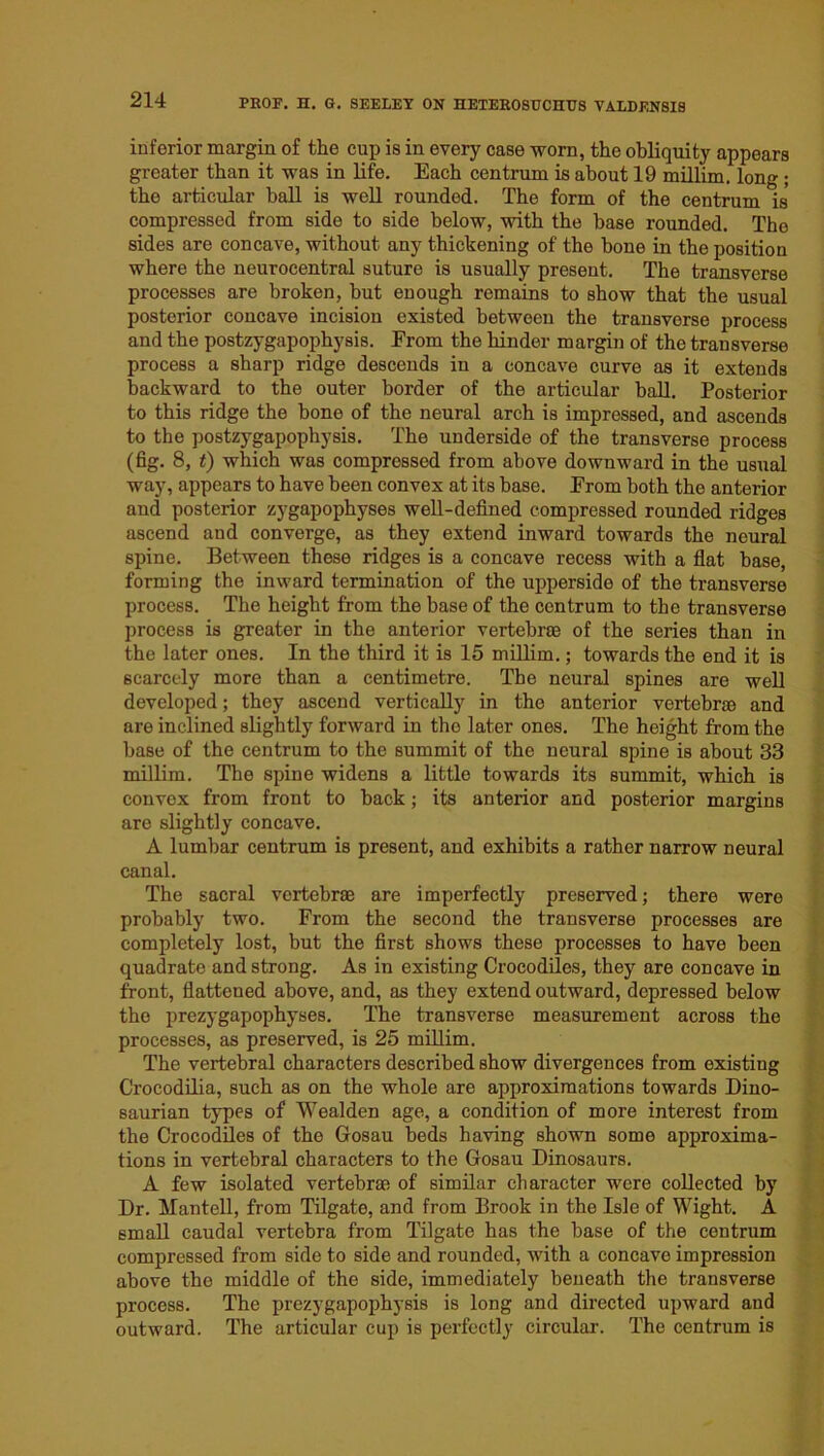 inferior margin of the cup is in every case worn, the obliquity appears greater than it was in life. Each centrum is about 19 millim. long ; the articular ball is well rounded. The form of the centrum is' compressed from side to side below, with the base rounded. The sides are concave, without any thickening of the bone in the position where the neurocentral suture is usually present. The transverse processes are broken, but enough remains to show that the usual posterior concave incision existed between the transverse process and the postzygapophysis. From the hinder margin of the transverse process a sharp ridge descends in a concave curve as it extends backward to the outer border of the articular ball. Posterior to this ridge the bone of the neural arch is impressed, and ascends to the postzygapophysis. The underside of the transverse process (fig. 8, t) which was compressed from above downward in the usual way, appears to have been convex at its base. From both the anterior and posterior zygapophyses well-defined compressed rounded ridges ascend and converge, as they extend inward towards the neural spine. Between these ridges is a concave recess with a flat base, forming the inward termination of the upperside of the transverse process. The height from the base of the centrum to the transverse process is greater in the anterior vertebrae of the series than in the later ones. In the third it is 15 millim.; towards the end it is scarcely more than a centimetre. The neural spines are well developed; they ascend vertically in the anterior vertebrae and are inclined slightly forward in tho later ones. The height from the base of the centrum to the summit of the neural spine is about 33 millim. The spine widens a little towards its summit, which is convex from front to back; its anterior and posterior margins are slightly concave. A lumbar centrum is present, and exhibits a rather narrow neural canal. The sacral vertebras are imperfectly preserved; there were probably two. From the second the transverse processes are completely lost, but the first shows these processes to have been quadrate and strong. As in existing Crocodiles, they are concave in front, flattened above, and, as they extend outward, depressed below the prezygapophyses. The transverse measurement across the processes, as preserved, is 25 millim. The vertebral characters described show divergences from existing Crocodilia, such as on the whole are approximations towards Dino- saurian types of Wealden age, a condition of more interest from the Crocodiles of the Gesau beds having shown some approxima- tions in vertebral characters to the Gosau Dinosaurs. A few isolated vertebrae of similar character were collected by Dr. Mantell, from Tilgate, and from Brook in the Isle of Wight. A small caudal vertebra from Tilgate has the base of the centrum compressed from side to side and rounded, with a concave impression above the middle of the side, immediately beneath the transverse process. The prezygapophysis is long and directed upward and outward. The articular cup is perfectly circular. The centrum is