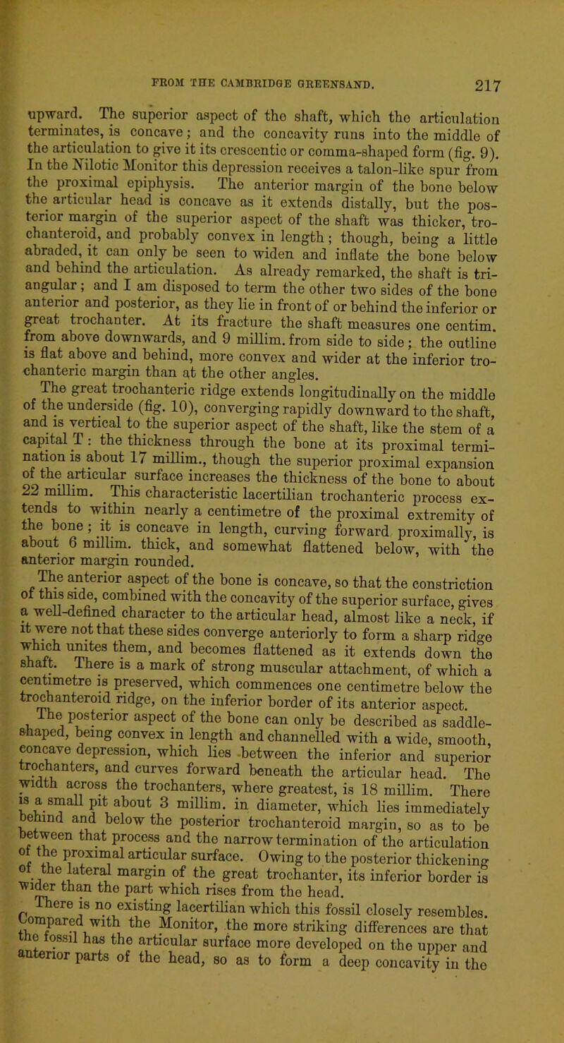 upward. The superior aspect of the shaft, which the articulation terminates, is concave; and the concavity runs into the middle of the articulation to give it its crescentic or comma-shaped form (fig. 9). In the Nilotic Monitor this depression receives a talon-like spur from the proximal epiphysis. The anterior margin of the bone below the articular head is concave as it extends distally, but the pos- terior margin of the superior aspect of the shaft was thicker, tro- chanteroid, and probably convex in length; though, being a little abraded, it can only be seen to widen and inflate the bone below and behind the articulation. As already remarked, the shaft is tri- angular ; and I am disposed to term the other two sides of the bone anterior and posterior, as they lie in front of or behind the inferior or great trochanter. At its fracture the shaft measures one centim from above downwards, and 9 millim. from side to side; the outline is flat above and behind, more convex and wider at the inferior tro- chanteric margin than at the other angles. The great trochanteric ridge extends longitudinally on the middle of the underside (fig. 10), converging rapidly downward to the shaft, and is vertical to the superior aspect of the shaft, like the stem of a capital T : the thickness through the bone at its proximal termi- nation is about 17 millim., though the superior proximal expansion of the articular surface increases the thickness of the bone to about 22 millim. _ This characteristic lacertilian trochanteric process ex- tends to within nearly a centimetre of the proximal extremity of the bone; it is concave in length, curving forward proximally, is about 6 millim. thick, and somewhat flattened below, with the anterior margin rounded. The anterior aspect of the bone is concave, so that the constriction ot this side, combined with the concavity of the superior surface, gives a well-defined character to the articular head, almost like a neck, if it were not that these sides converge anteriorly to form a sharp rid<m which unites them, and becomes flattened as it extends down the snalt. I here is a mark of strong muscular attachment, of which a centimetre is preserved, which commences one centimetre below the trochanteroid ridge, on the inferior border of its anterior aspect. e posterior aspect of the bone can only be described as saddle- shaped, being convex in length and channelled with a wide, smooth concave depression, which lies between the inferior and superior trochanters, and curves forward beneath the articular head. The width across the trochanters, where greatest, is 18 millim. There is a small pit about 3 millim. in diameter, which lies immediately behind and below the posterior trochanteroid margin, so as to be between that process and the narrow termination of the articulation ot the proximal articular surface. Owing to the posterior thicken ing ot the lateral margin of the great trochanter, its inferior border is ^ ,n the part which rises from the head. There is no existing lacertilian which this fossil closely resembles, ompared with the Monitor, the more striking differences are that tne lossil has the articular surface more developed on the upper and nor parts of the head, so as to form a deep concavity in the