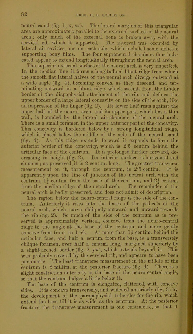 neural canal (fig. 1, n, sn). The lateral margins of this triangular area are approximately parallel to the external surfaces of the neural arch; only much of the external bone is broken away with the cervical rib which it supported. The interval was occupied by lateral air-cavities, one on each side, which included some delicate supporting bony films. The four supraneural chambers thus indi- cated appear to extend longitudinally throughout the neural arch. The superior external surface of the neural arch is very imperfect. In the median line it forms a longitudinal blunt ridge from which the smooth flat lateral halves of the neural arch diverge outward at a wide angle (fig. 4), becoming convex as they descend, and ter- minating outward in a blunt ridge, which ascends from the hinder border of the diapophysial attachment of the rib, and defines the upper border of a large lateral concavity on the side of the arch, like an impression of the finger (fig. 2). Its lower half rests against the upper half of the neural arch, and its upper part, which has a thin wall, is bounded by the lateral air-chamber of the neural arch. There is a small foramen in the upper anterior part of the concavity. This concavity is bordered below by a strong longitudinal ridge, which is placed below the middle of the side of the neural canal (fig. 4). As this ridge extends forward it expands to form the anterior border of tho concavity, which is 2-5 centim. behind the articular face of the centrum. It is prolonged further forward, de- creasing in height (fig. 2). Its inferior surface is horizontal and sinuous ; as preserved, it is 2 centim. long. The greatest transverse measurement on it, through the centrum, is 2-5 centim. It. is apparently upon the line of junction of the neural arch with tho centrum, lg centim. from the base of the centrum, and 24 centim. from the median ridge of the neural arch. The remainder of the neural arch is badly preserved, and does not admit of description. Tho region below the neuro-central ridge is the side of the cen- trum. Anteriorly it rises into the bases of the pedicels of the neural arch, which curve obliquely outward and upward towards the rib (fig. 2). So much of the side of the centrum as is pre- served is approximately vertical, concave from the neuro-central ridge to the angle at the base of the centrum, and more gently concave from front to back. At more than 14 centim. behind the articular face, and half a centim. from the base, is a transversely oblique foramen, over half a centim. long, margined superiorly by a slight arched border (fig. 2, pn), which extends beyond it. This was probably covered by the cervical rib, and appears to have been pneumatic. The least transverse measurement in the middle of the centrum is 8 millim. at the posterior fracture (fig. 4). There is a slight constriction anteriorly at the base of the neuro-central angle, so that the centrum bulges a little below it. The base of the centrum is elongated, flattened, with concave sides. It is concave transversely, and widened anteriorly (fig. 3) by the development of tho parapophysial tubercles for the rib, which extend the base till it is as wide as the centrum. At the posterior fracture the transverse measurement is one centimetre, so that it