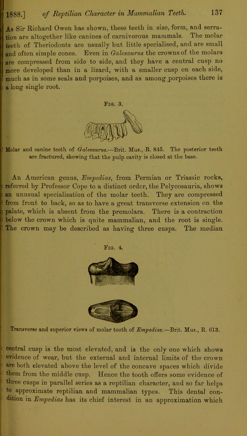 As Sir Richard Owen has shown, these teeth in size, form, and serra- tion are altogether like canines of carnivorous mammals. The molar teeth of Theriodonts are usually but little specialised, and are small and often simple cones. Even in Oalesaurus the crowns of the molars are compressed from side to side, and they have a central cusp no more developed than in a lizard, with a smaller cusp on each side, much as in some seals and porpoises, and as among porpoises there is a long single root. Fig. 3. Molar and canine teeth of Qalesaurus.—Brit. Mus., R. 845. The posterior teeth are fractured, showing that the pulp cavity is closed at the base. An American genus, Empedias, from Permian or Triassic rocks, referred by Professor Cope to a distinct order, the Pelycosauria, shows an unusual specialisation of the molar teeth. They are compressed from front to back, so as to have a great transverse extension on the palate, which is absent from the premolars. There is a contraction below the crown which is quite mammalian, and the root is single. The crown may be described as having three cusps. The median Fig. 4. Transverse and superior views of molar tooth of Empedias.—Brit. Mus., R. 613. central cusp is the most elevated, and is the only one which shows evidence of wear, but the external and internal limits of the crown are both elevated above the level of the concave spaces which divide them from the middle cusp. Hence the tooth offers some evidence of three cusps in parallel series as a reptilian character, and so far helps to approximate reptilian and mammalian types. This dental con- dition in Empedias has its chief interest in an approximation which