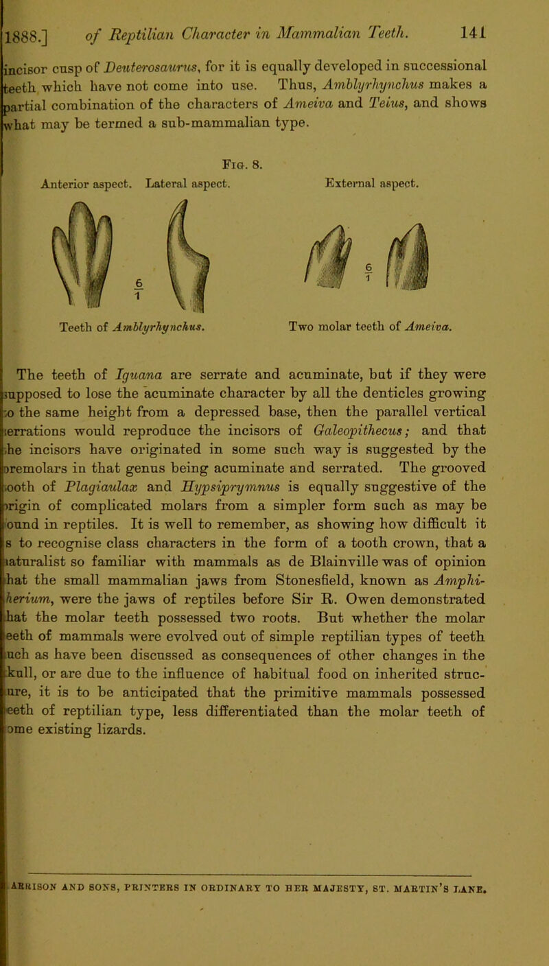 incisor cusp of Deuterosaurus, for it is equally developed in successional fceetli which have not come into use. Thus, Amblyrhynchus makes a partial combination of the characters of Ameiva and Teius, and shows what may be termed a sub-mammalian type. Fig. 8. Anterior aspect. Lateral aspect. External aspect. 6 i 6 1 Teeth of Amblyrhynchus. Two molar teeth of Ameiva. The teeth of Iguana are serrate and acuminate, but if they were supposed to lose the acuminate character by all the denticles growing -,o the same height from a depressed base, then the parallel vertical serrations would reproduce the incisors of Galeopithecus; and that he incisors have originated in some such way is suggested by the oremolars in that genus being acuminate and serrated. The grooved sooth of Plagiaulax and Hypsiprymnus is equally suggestive of the origin of complicated molars from a simpler form such as may be bund in reptiles. It is well to remember, as showing how difficult it s to recognise class characters in the form of a tooth crown, that a laturalist so familiar with mammals as de Blainville was of opinion hat the small mammalian jaws from Stonesfield, known as Amphi- herium, were the jaws of reptiles before Sir R. Owen demonstrated hat the molar teeth possessed two roots. But whether the molar eeth of mammals were evolved out of simple reptilian types of teeth uch as have been discussed as consequences of other changes in the kull, or are due to the influence of habitual food on inherited struc- ure, it is to be anticipated that the primitive mammals possessed eeth of reptilian type, less differentiated than the molar teeth of Dme existing lizards. ARK I SON AND SONS, PRINTERS IN ORDINARY TO HER MAJESTY, ST. MARTIN’S LANE.