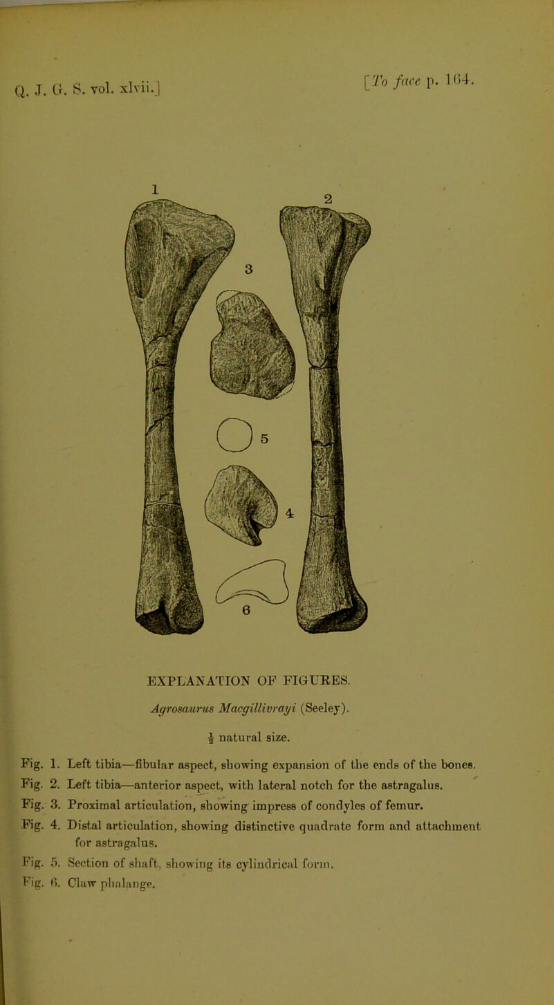 Q. .T. (r. S. vol. xlvii. [ To face p. 1<>4. EXPLANATION OF FIGURES. Agrosaurus Macgillwrayi (Seeley). •J natural size. Fig. 1. Left tibia—fibular aspect, showing expansion of tlie ends of the bones. Fig. 2. Left tibia—anterior aspect, with lateral notch for the astragalus. Fig. 3. Proximal articulation, showing impress of condyles of femur. Fig. 4. Distal articulation, showing distinctive quadrate form and attachment for astragalus. Fig. 5. Section of shaft, showing its cylindrical form. Fig. fi. Claw phalange.