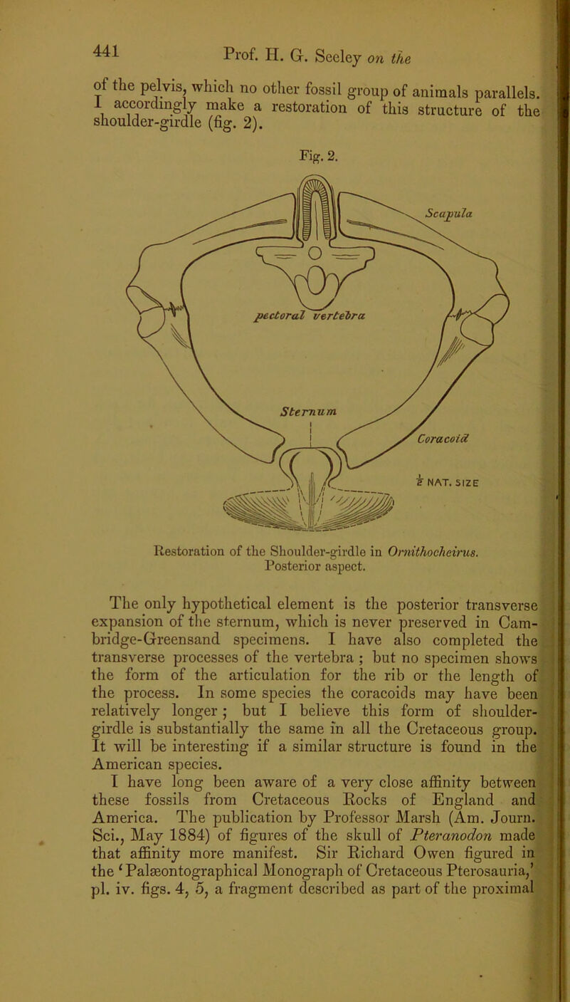 ot the pelvis, which no other fossil group of animals parallels. 1 accordingly make a restoration of this structure of the shoulder-girdle (fig. 2). Fig. 2. Restoration of tlie Shoulder-girdle in Omithocheirus. Posterior aspect. The only hypothetical element is the posterior transverse expansion of the sternum, which is never preserved in Cam- bridge-Greensand specimens. I have also completed the transverse processes of the vertebra ; but no specimen shows the form of the articulation for the rib or the length of the process. In some species the coracoids may have been relatively longer; but I believe this form of shoulder- girdle is substantially the same in all the Cretaceous group. It will be interesting if a similar structure is found in the American species. I have long been aware of a very close affinity between these fossils from Cretaceous Rocks of England and America. The publication by Professor Marsh (Am. Journ. Sci., May 1884) of figures of the skull of Pteranodon made that affinity more manifest. Sir Richard Owen figured in the ‘Palasontographical Monograph of Cretaceous Pterosauria,’ pi. iv. figs. 4, 5, a fragment described as part of the proximal