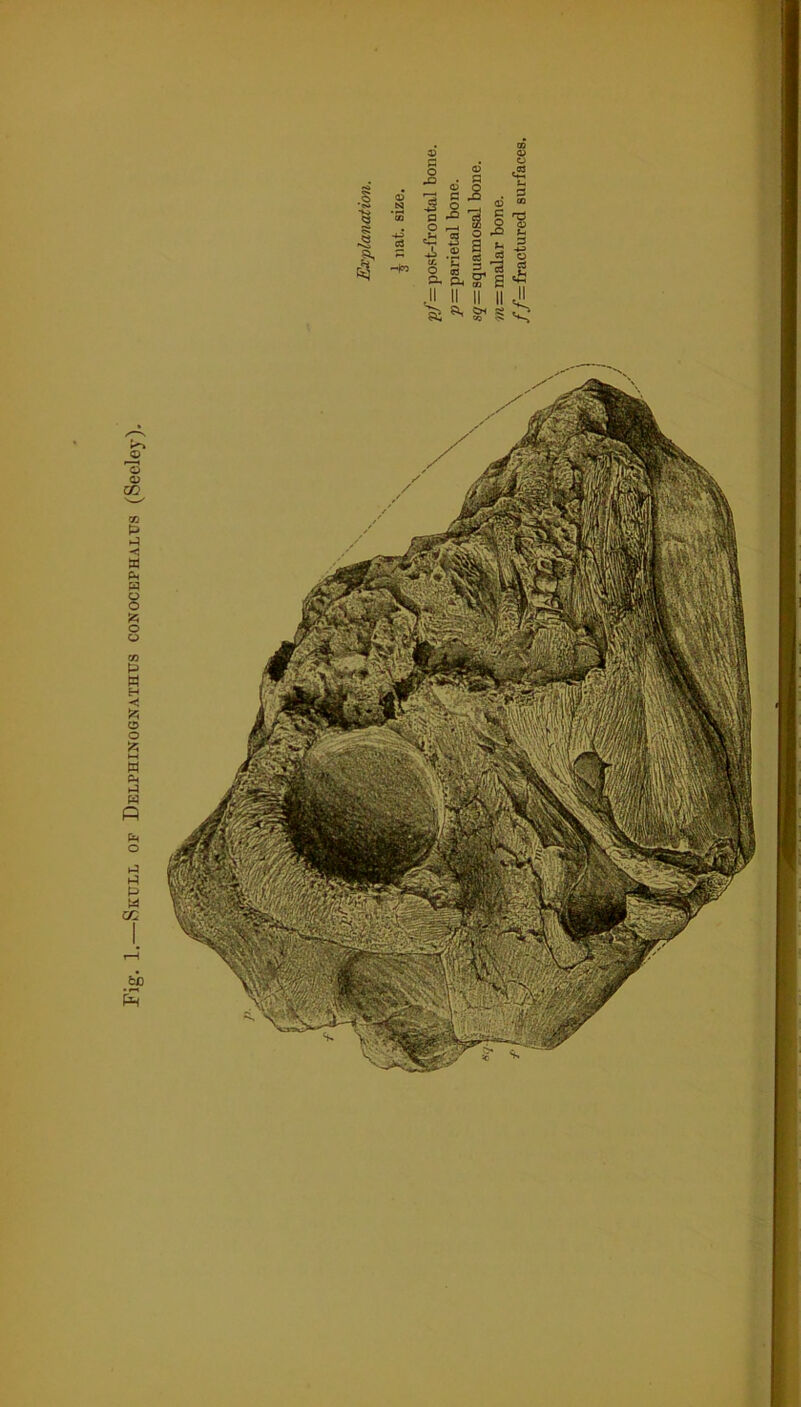 Skull op Delphinognathus conocephalus (Seeley). a o IJB o 03 A Oh •° ® § ■3 c-o Si g a g 5 3 ^ s x, 3 £ sr a * ii ii JL ?SS'