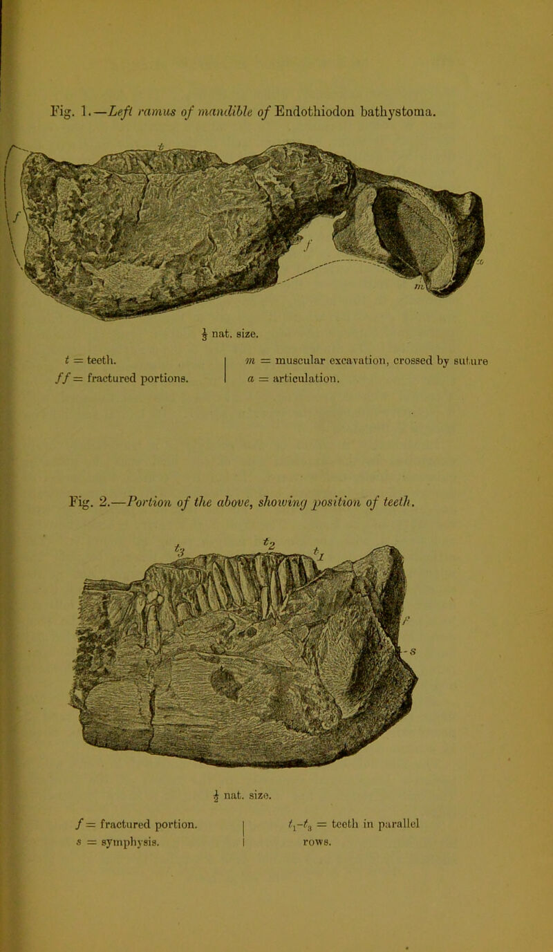 Fig. 1. —Left ramus of mandible of Endothiodon batkystoma. J nat. size. t = teeth. // = fractured portions. m = muscular excavation, crossed by suture a = articulation. Eig. 2.—Portion of the above, showing position of teeth. J; nat. size. /= fractured portion, s = symphysis. ty-tz — teeth in parallel rows.