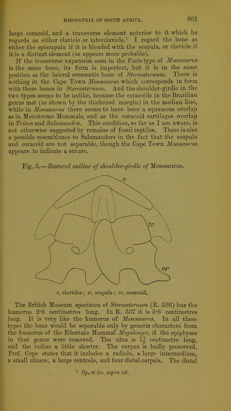 large coracoid, and a transverse element anterior to it which ho regards as either clavicle or interclaviele.* I regard the bone as either the episcapula if it is blended with the scapula, or clavicle if it is a distinct element (as appears more probable). If the transverse expansion seen in the Paris type of Mesosaurus is the same hone, its form is imperfect, hut it is in the same position as the lateral crescentic bone of Stereosternum. There is nothing in the Caxie Town Mesosaui'us which corresponds in form with these bones in Stereosternum. And the shoulder-girdle in the two types seems to be unlike, because the coracoids in the Brazilian genus met (as shown by the thickened margin) in the median line, while in Mesosaurus there seems to have been a squamous overlap as in Monotreme Mammals, and as the coracoid cartilages overlap in Tnton and Salamanclra. This condition, so far as I am aware, is not otherwise suggested by remains of fossil reptiles. There is also a possible resemblance to Salamanders in the fact that the scapula and coracoid are not separable, though the Cape Town Mesosaurus appears to indicate a suture. Fig. 5.—Restored outline of shoulder-girdle of Mesosaurus. The British Museum specimen of Stereosternum (R. 536) has the humerus 2’6 centimetres long. In R. 537 it is 3’6 centimetres long. It is very like the humerus of Mesosaurus. In all these types the bone would be separable only by generic characters from the humerus of the Edentate Mammal Megalonyx., if the epiphyses in that genus were removed. The ulna is IJ centimetre long, and the radius a little shorter. The caroms is badly preserved. Prof. Cope states that it includes a radiale, a large intermedium, a small ulnare, a large centrale, and four distal carpals. The distal ^ Op. et loc. supra cit.