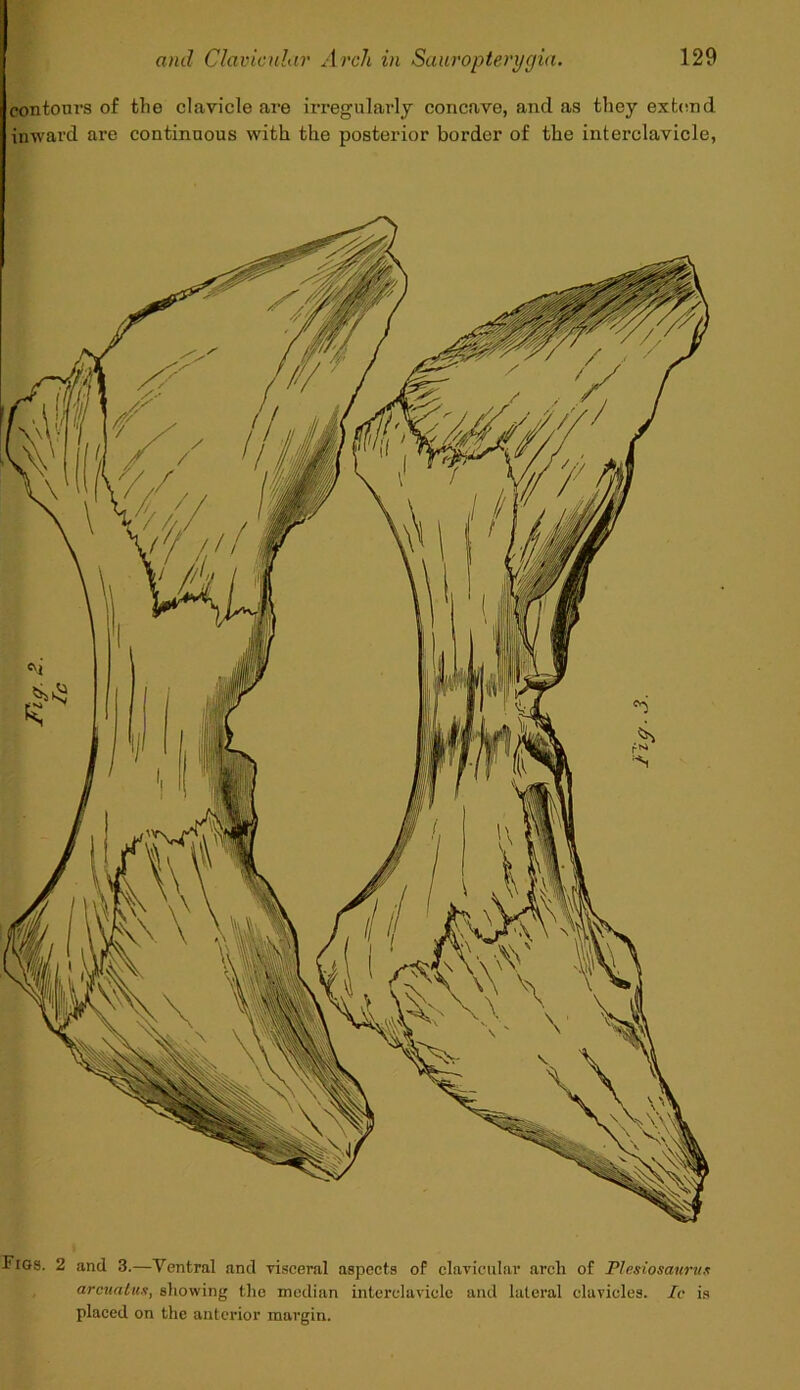contours of the clavicle are irregularly concave, and as they extend inward are continuous with the posterior border of the interclavicle, Figs. 2 and 3.—Ventral and visceral aspects of clavicular arch of Plesiosaurus arcuatus, showing the median interelavicle and lateral clavicles. Ic is placed on the anterior margin.