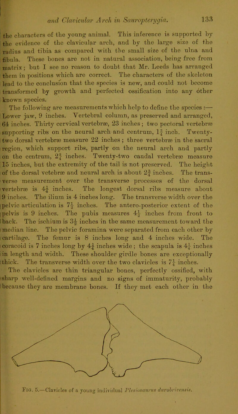 the characters of the young animal. This inference is supported by the evidence of the clavicular arch, and by the large size of the radius and tihia as compared with the small size of the ulna and fibula. These bones are not in natural association, being free from matrix; but I see no reason to doubt that Mr. Leeds has arranged them in positions which are correct. The characters of the skeleton lead to the conclusion that the species is new, and could not become transformed by growth and perfected ossification into any other knowm species. The following are measurements which help to define the species :— Lower jaw, 9 inches. Vertebral column, as preserved and arranged, 64 inches. Thirty cervical vertebras, 23 inches ; two pect oral vertebrae supporting ribs on the neural arch and centrum, If inch. Twenty- two dorsal vertebrae measure 22 inches ; three vertebrae in the sacral ! region, which support ribs, partly on the neural arch and partly on the centrum, 2f inches. Twenty-two caudal vertebras measure 15 inches, but the extremity of the tail is not preserved. The height of the dorsal vetebrae and neural arch is about 2f inches. The trans- verse measurement over the transverse processes of the dorsal vertebrae is 4f inches. The longest dorsal ribs measure about 9 inches. The ilium is 4 inches long. The transverse width over the : pelvic articulation is 7f inches. The antero-posterior extent of the ■pelvis is 9 inches. The pubis measures 4\ inches from front to I back. The ischium is 3|- inches in the same measurement toward the median line. The pelvic foramina were separated from each other by .cartilage. The femur is 8 inches long and 4 inches wide. The coracoid is 7 inches long by 4f inches wide ; the scapula is 4f inches in length and width. These shoulder girdle bones are exceptionally [thick. The transverse width over the two clavicles is 7f inches. The clavicles are thin triangular bones, perfectly ossified, with •sharp well-defined margins and no signs of immaturity, probably ' because they are membrane bones. If they met each other in the Fio. 5.—Clavicles of a young individual Plesiosaurus durobncensis.