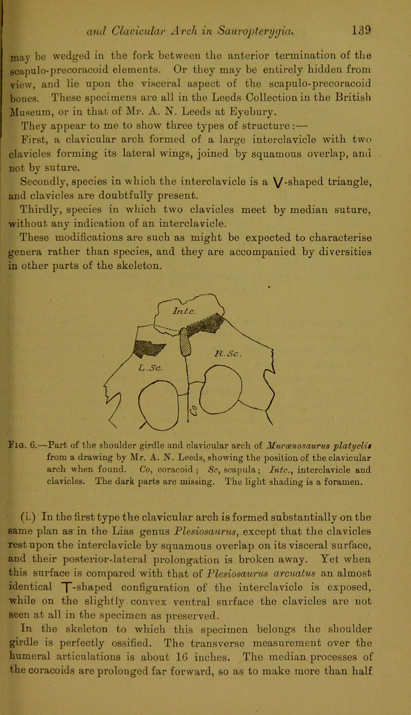 may be wedged in the fork between the anterior termination of the scapulo-precoracoid elements. Or they may be entirely hidden from view, and lie npon the visceral aspect of the scapulo-precoracoid bones. These specimens are all in the Leeds Collection in the British Museum, or in that of Mr. A. N. Leeds at Eyebury. They appear to me to show three types of structure:— First, a clavicular arch formed of a large interclavicle with two clavicles forming its lateral wings, joined by squamous overlap, and not by suture. Secondly, species in which the interclavicle is a \/-shaped triangle, and clavicles are doubtfully present. Thirdly, species in which two clavicles meet by median suture, without any indication of an interclavicle. These modifications are such as might be expected to characterise genera rather than species, and they are accompanied by diversities in other parts of the skeleton. Fis. 6.—Part of the shoulder girdle and clavicular arch of Murcenosaurus platyclit from a drawing by Mr. A. N. Leeds, showing the position of the clavicular arch when found. Co, coracoid ; Sc, scapula; Into., interclavicle and clavicles. The dark parts are missing. The light shading is a foramen. (i.) In the first type the clavicular arch is formed substantially on the same plan as in the Lias genus Plesiosaurus, except that the clavicles rest upon the interclavicle by squamous overlap on its visceral surface, and their posterior-lateral prolongation is broken away. Yet when this surface is compared with that of Plesiosaurus arcuatus an almost identical ”T-shaped configuration of the interclavicle is exposed, while on the slightly convex ventral surface the clavicles are not seen at all in the specimen as preserved. In the skeleton to which this specimen belongs the shoulder girdle is perfectly ossified. The transverse measurement over the humeral articulations is about 16 inches. The median processes of the coi'acoids are prolonged far forward, so as to make more than half
