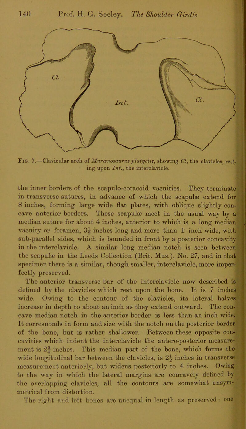 Fig. 7.—Clavicular arch of Murcenosaurusplatyclis, showing Cl, the clavicles, rest- ing upon Int., tbe interclavicle. the inner borders of the scapulo-coracoid vacuities. They terminate ! in transverse sutures, in advance of which the scapulas extend for 8 inches, forming large wide flat plates, with oblique slightly con- cave anterior borders. These scapulas meet in the usual way by a median suture for about 4 inches, anterior to which is a long median vacuity or foramen, 3^ inches long and more than 1 inch wide, with sub-parallel sides, which is bounded in front by a posterior concavity in the mterclavicle. A similar long median notch is seen between the scapulas in the Leeds Collection (Brit. Mus.), No. 27, and in that specimen there is a similar, though smal ler, interclavicle, more imper- fectly preserved. The anterior transverse bar of the interclavicle now described is defined by the clavicles which rest upon the bone. It is 7 inches wide. Owing to the contour of the clavicles, its lateral halves, increase in depth to about an inch as they extend outward. The con- cave median notch in the anterior border is less than an inch wide. It corresDonds in form and size with the notch on the posterior border of the bone, but is rather shallower. Between these opposite con- cavities which indent the interclavicle the antero-posterior measure- ment is 2f inches. This median part of the bone, which forms tbe wide longitudinal bar between the clavicles, is 2£ inches in transverse measurement anteriorly, but widens posteriorly to 4 inches. Owing to the way in which the lateral margins are concavely defined by the overlapping clavicles, all the contours are somewhat unsym- metrical from distortion. The right and left bones are unequal in length as preserved : one
