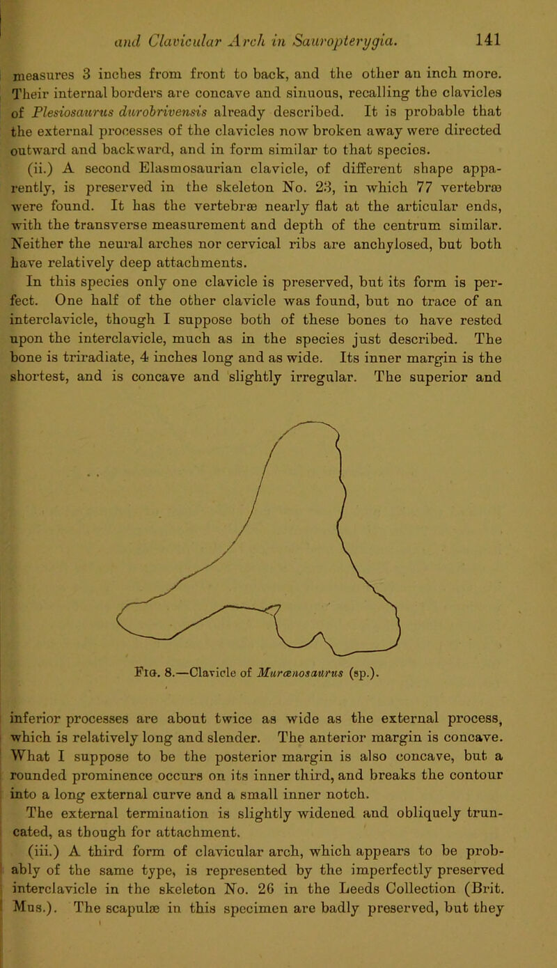 measures 3 inches from front to back, and the other an inch more. Their internal borders are concave and sinuous, recalling the clavicles of Plesiosaurus durobrivensis already described. It is probable that the external processes of the clavicles now broken away were directed outward and backward, and in form similar to that species. (ii.) A second Elasmosaurian clavicle, of different shape appa- rently, is preserved in the skeleton No. 23, in which 77 vertebras were found. It has the vertebrae nearly flat at the articular ends, with the transverse measurement and depth of the centrum similar. Neither the neural arches nor cervical ribs are anchylosed, but both have relatively deep attachments. In this species only one clavicle is preserved, but its form is per- fect. One half of the other clavicle was found, but no trace of an interclavicle, though I suppose both of these bones to have rested upon the interclavicle, much as in the species just described. The bone is triradiate, 4 inches long and as wide. Its inner margin is the shortest, and is concave and slightly irregular. The superior and Pia. 8.—Clavicle of Marcenosaurus (sp.). inferior processes are about twice as wide as the external process, which is relatively long and slender. The anterior margin is concave. What I suppose to be the posterior margin is also concave, but a rounded prominence occurs on its inner third, and breaks the contour into a long external curve and a small inner notch. The external termination is slightly widened and obliquely trun- cated, as though for attachment. (iii.) A third form of clavicular arch, which appears to be prob- ably of the same type, is represented by the imperfectly preserved interclavicle in the skeleton No. 26 in the Leeds Collection (Brit. Mus.). The scapulae in this specimen are badly preserved, but they