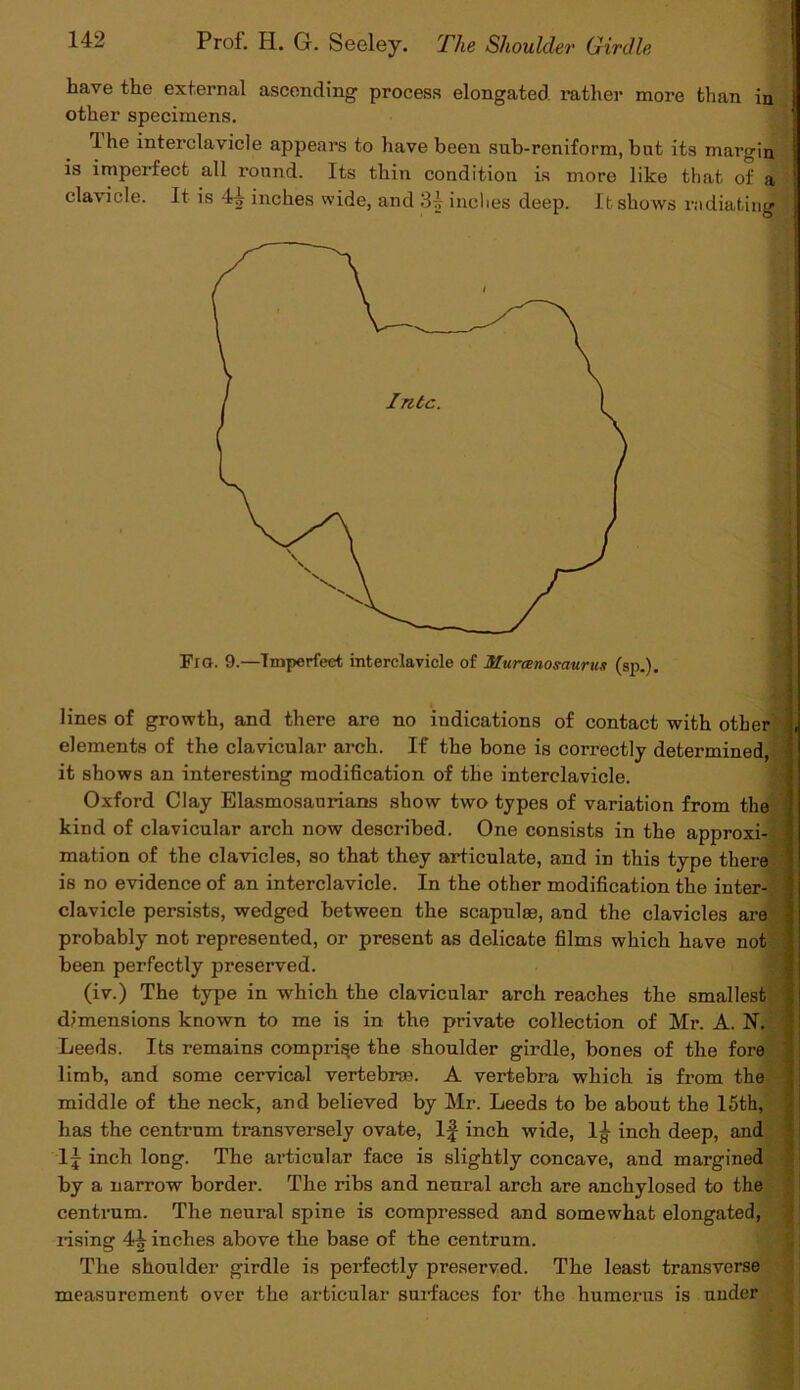 rictl ascendm& process elongated rather more than in other specimens. Ihe interclavicle appears to have been sub-reniform, but its margin is imperfect all ronnd. Its thin condition is more like that of a clavicle. It is 4^ inches wide, and inches deep. ItshoAvs radiating Fra. 9.—Imperfect interclavicle of Murcenosaurus (sp.). lines of growth, and there are no indications of contact with other elements of the clavicular arch. If the bone is correctly determined, it shows an interesting modification of the interclavicle. Oxford Clay Elasmosaurians show two types of variation from the kind of clavicular arch now described. One consists in the approxi- mation of the clavicles, so that they articulate, and in this type there is no evidence of an interclavicle. In the other modification the inter- clavicle persists, wedged between the scapulae, and the clavicles are probably not represented, or present as delicate films which have not been perfectly preserved. (iv.) The type in -which the clavicular arch reaches the smallest dimensions known to me is in the private collection of Mr. A. N. Leeds. Its remains comprise the shoulder girdle, bones of the fore limb, and some cervical vertebra?. A vertebra which is from the middle of the neck, and believed by Mr. Leeds to be about the 15th, has the centrum transversely ovate, If inch wide, 1| inch deep, and If inch long. The articular face is slightly concave, and margined by a narrow border. The ribs and neural arch are anchylosed to the centrum. The neural spine is compressed and somewhat elongated, rising 4f inches above the base of the centrum. The shoulder girdle is perfectly preserved. The least transverse measurement over the articular surfaces for the humerus is under