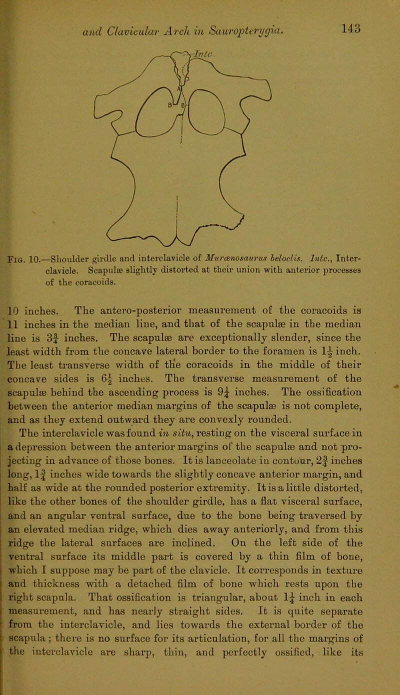 Fig. 10.—Shoulder girdle and interclavicle of Muranosaurus beloclis. lode., Inter- clavicle. Scapulae slightly distorted at their union with anterior processes of the coracoids. 10 inches. The antero-posterior measurement of the coracoids is 11 inches in the median line, and that of the scapulae in the median line is 3f inches. The scapulas are exceptionally slender, since the least width from the concave lateral border to the foramen is lw inch. The least transverse width of the coracoids in the middle of their concave sides is 6| inches. The transverse measurement of the scapulae behind the ascending process is inches. The ossification between the anterior median margins of the scapulae is not complete, and as they extend outward they are convexly rounded. The interclavicle was found in situ, resting on the visceral surface in a depression between the anterior margins of the scapulae and not pro- jecting in advance of those bones. It is lanceolate in contour, 2f inches long, 1| inches wide towards the slightly concave anterior margin, and half as wide at the rounded posterior extremity. It is a little distorted, like the other bones of the shoulder girdle, has a flat visceral surface, and an angular ventral surface, due to the bone being traversed by an elevated median ridge, which dies away anteriorly, and from this ridge the lateral surfaces are inclined. On the left side of the ventral surface its middle part is covered by a thin film of bone, which I suppose may be part of the clavicle. It corresponds in texture and thickness with a detached film of bone which rests upon the right scapula. That ossification is triangular, about 1^ inch in each measurement, and has nearly straight sides. It is quite separate from the interclavicle, and lies towards the external border of the scapula ; there is no surface for its articulation, for all the margins of the interclavicle are sharp, thin, and perfectly ossified, like its