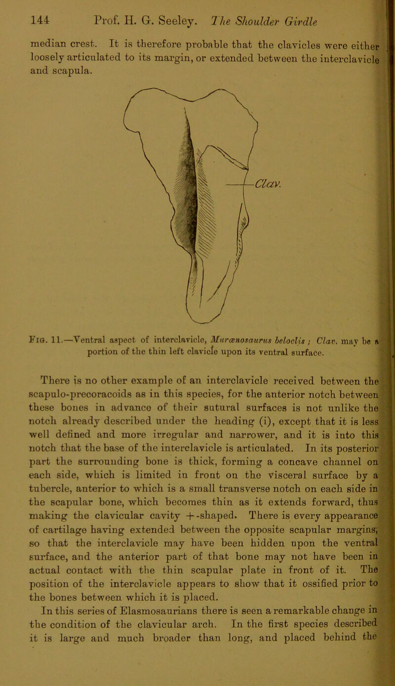 median crest. It is therefore probable that the clavicles were either loosely articulated to its margin, or extended between the interclavicle and scapula. Fig. 11.—Ventral aspect of interclavicle, Mtircenosaurus beloclis; Clan, may be a portion of the thin left clavicle upon its ventral surface. There is no other example of an interclavicle received between the scapulo-precoracoids as in this species, for the anterior notch between these bones in advance of their sutural surfaces is not unlike the notch already described under the heading (i), except that it is less well defined and more irregular and narrower, and it is into this notch that the base of the interclavicle is articulated. In its posterior part the surrounding bone is thick, forming a concave channel on each side, which is limited in front on the visceral surface by a tubercle, anterior to which is a small transverse notch on each side in the scapular bone, which becomes thin as it extends forward, thus making the clavicular cavity -+• -shaped. There is every appearance of cartilage having extended between the opposite scapular margins; so that the interclavicle may have been hidden upon the ventral surface, and the anterior part of that bone may not have been in actual contact with the thin scapular plate in front of it. The position of the interclavicle appears to show that it ossified prior to the bones between which it is placed. In this series of Elasmosaurians there is seen a remarkable change in the condition of the clavicular arch. In the fii’st species described it is large and much broader than long, and placed behind the