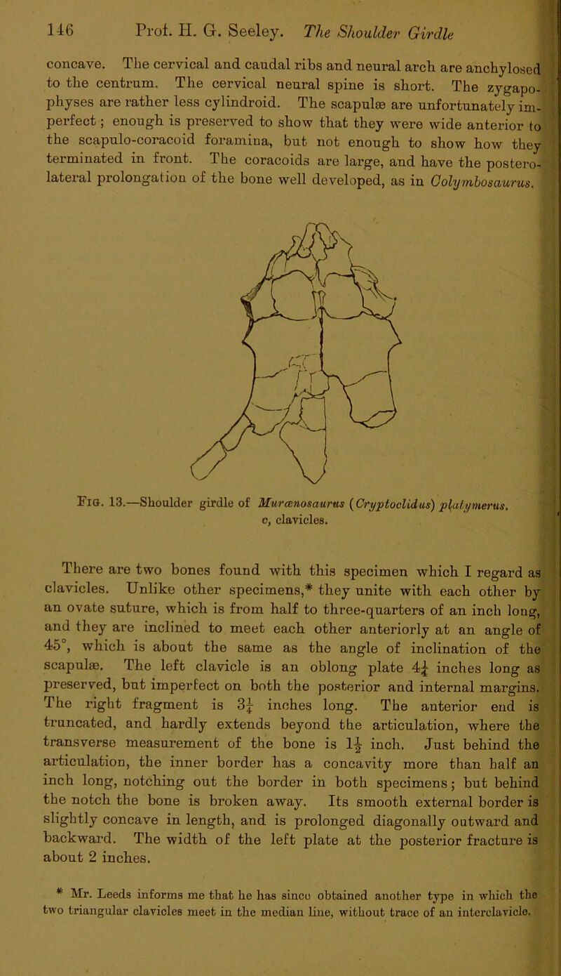 concave. The cervical and caudal ribs and neural arch are anchylosed to tlie centrum. The cervical neural spine is short. The zygapo- physes are rather less cyl indroid. The scapula) are unfortunately im- perfect ; enough is preserved to show that they were wide anterior to the scapulo-coracoid foramina, but not enough to show how they terminated in front. The coracoids are large, and have the postero- lateral prolongation of the bone well developed, as in Golymbosaurus. Fig. 13.—Shoulder girdle of Murcenosaums (Cryptoclidus) p{alymerus. c, clavicles. There are two bones found with this specimen which I regard as clavicles. Unlike other specimens,* they unite with each other by an ovate suture, which is from half to three-quarters of an inch long, and they are inclined to meet each other anteriorly at an angle of 45°, which is about the same as the angle of inclination of the scapulae. The left clavicle is an oblong plate inches long as preserved, but imperfect on both the posterior and internal margins. The right fragment is 3j inches long. The anterior end is truncated, and hardly extends beyond tbe articulation, where the transverse measurement of the bone is 1^ inch. Just behind the articulation, the inner border has a concavity more than half an inch long, notching out the border in both specimens; but behind the notch the bone is broken away. Its smooth external border is slightly concave in length, and is prolonged diagonally outward and backward. The width of the left plate at the posterior fracture is about 2 inches. * Mr. Leeds informs me that he has since obtained another type in which the two triangular clavicles meet in the median line, without trace of an interclavicle.